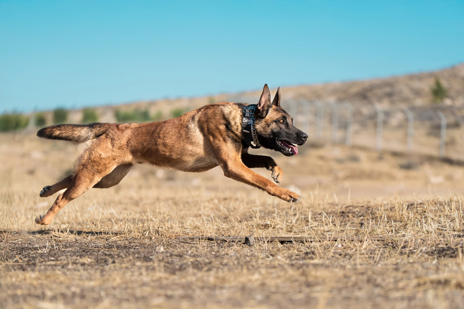 Belgian Malinois protection dog running, demonstrating speed and working power.