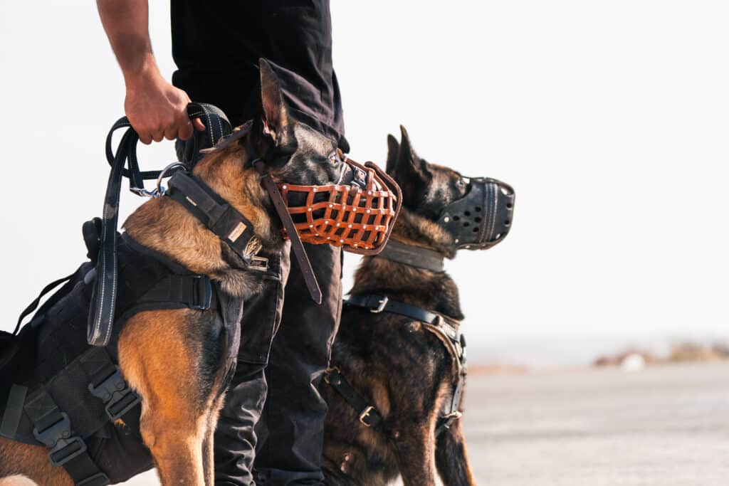 two protection dogs standing side by side