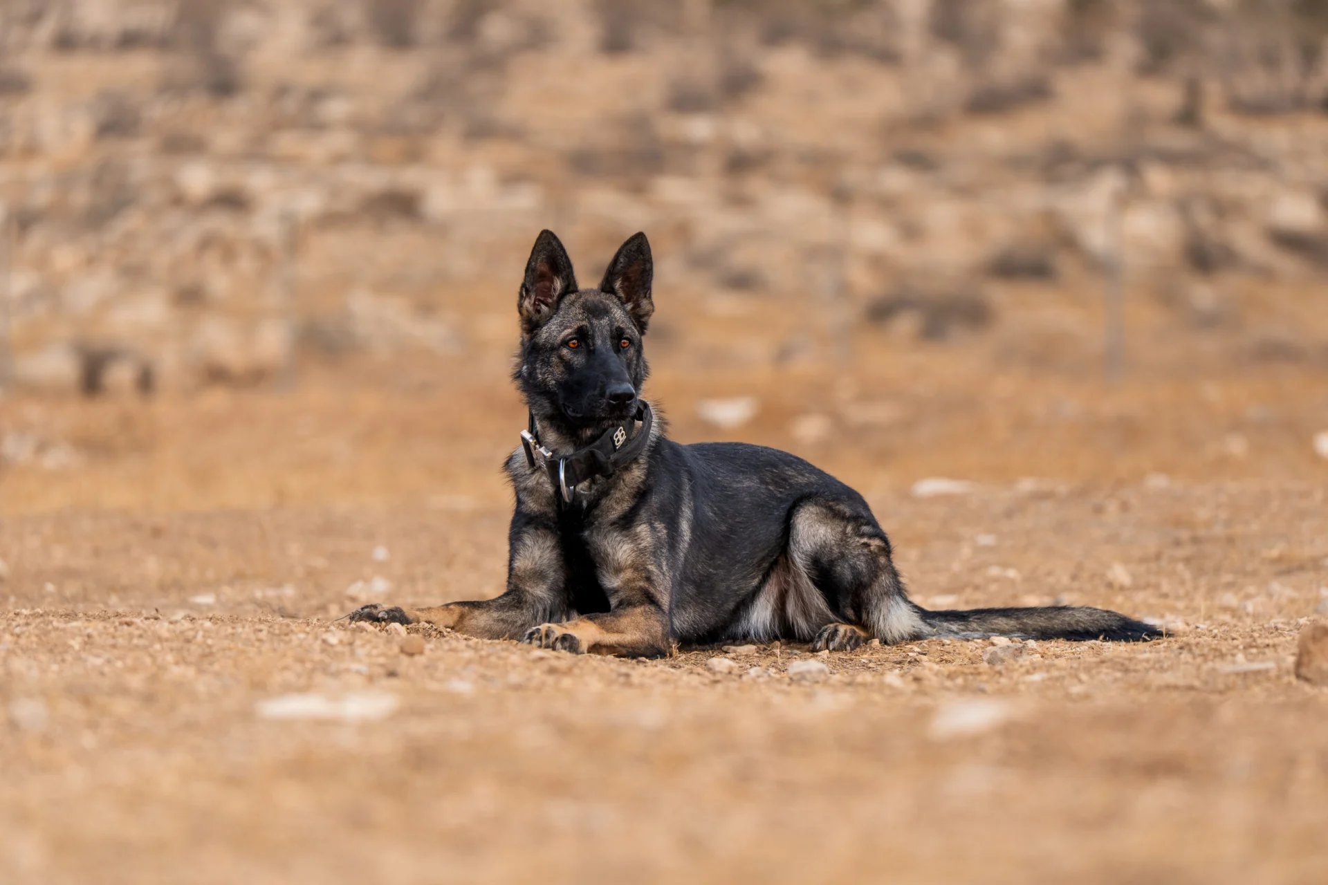 Protection dog resting on a rocky terrain, showcasing alert posture and wearing a collar, relevant to travel tips for trained dogs.
