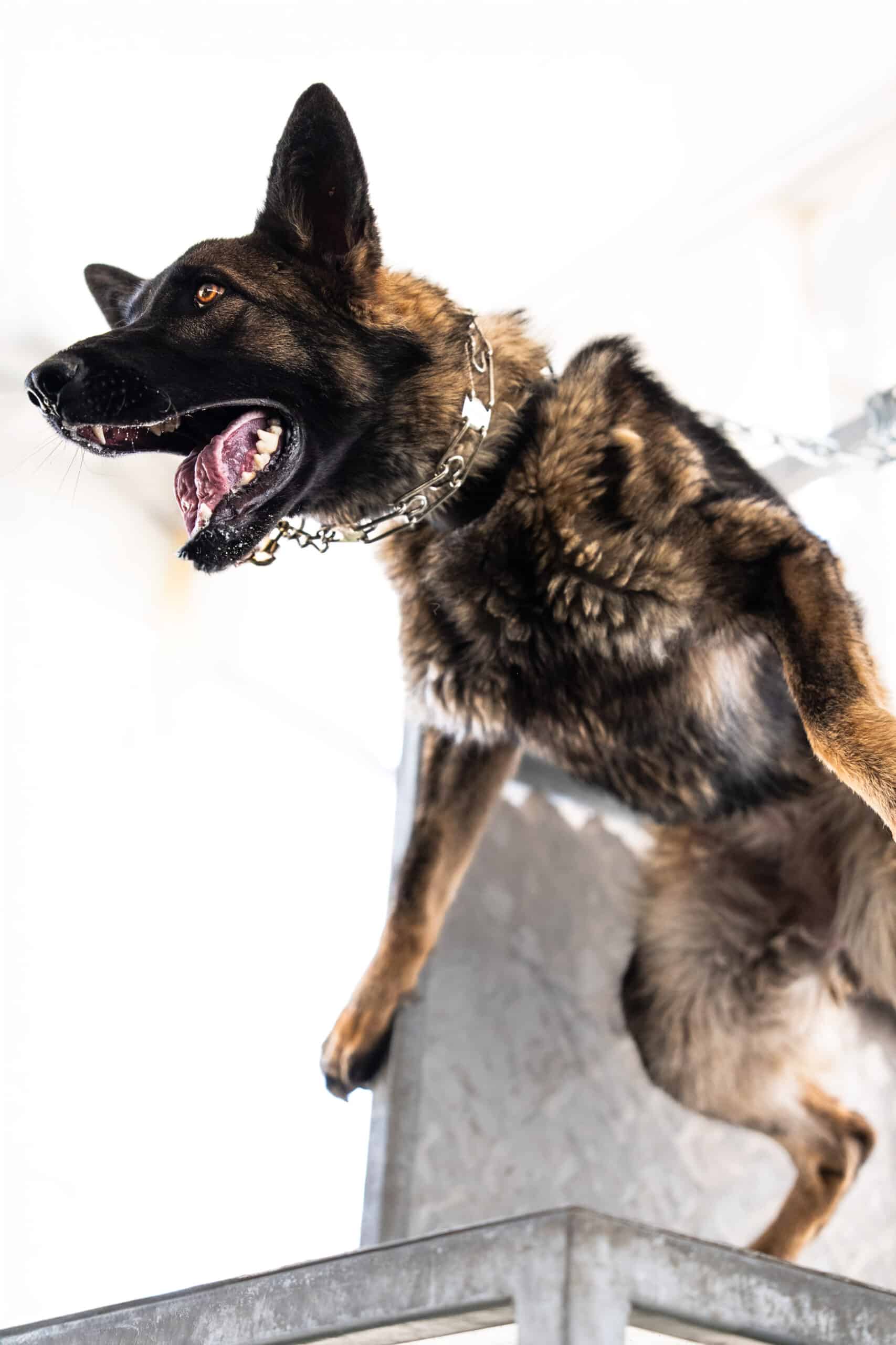 German Shepherd protection dog snarling at an intruder.