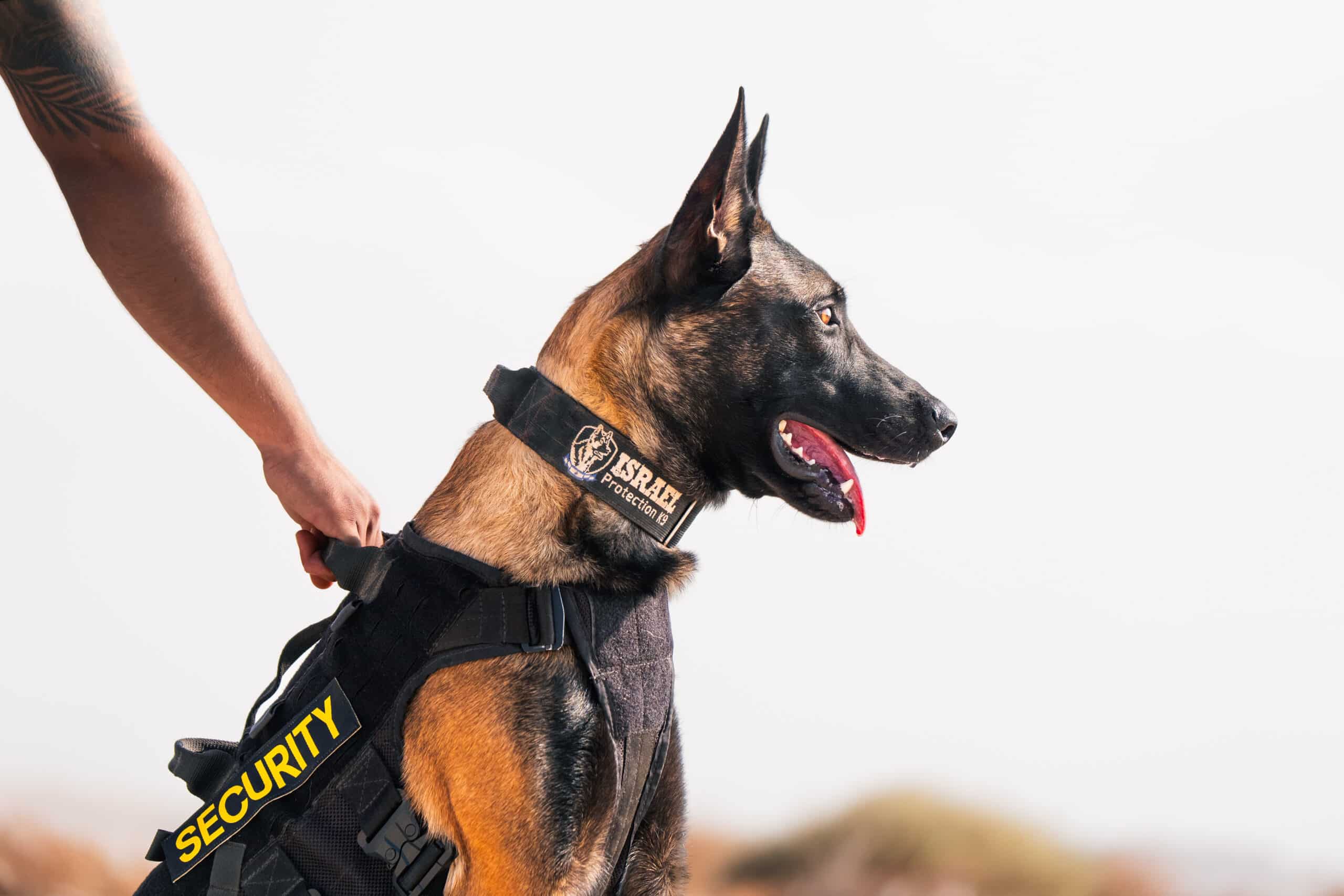 German Shepherd wearing a military vest
