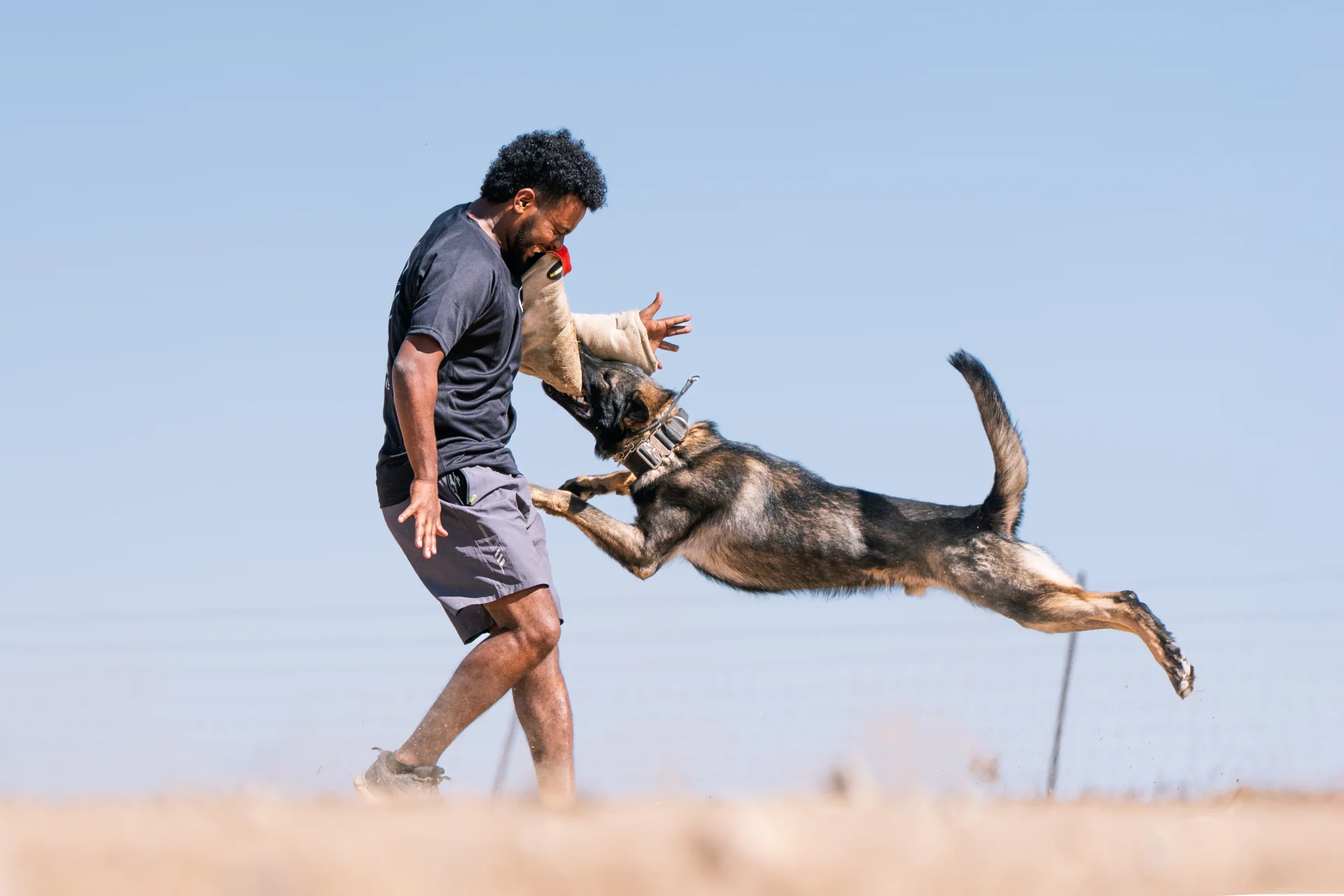 German Shepherd protection dog leaping during training exercise with handler.
