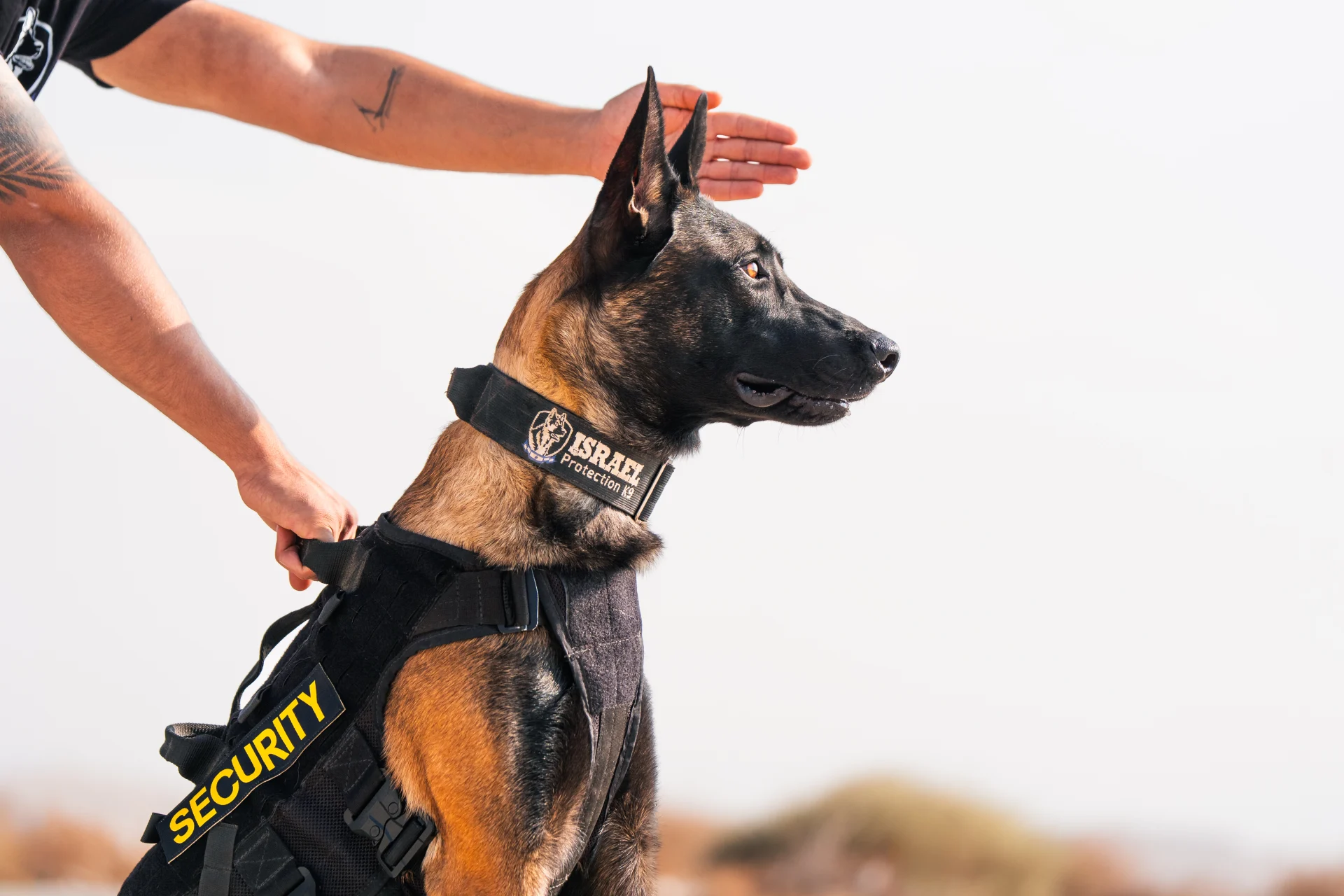 Trained protection dog wearing Israel Protection K9 harness, demonstrating elite protection instincts.