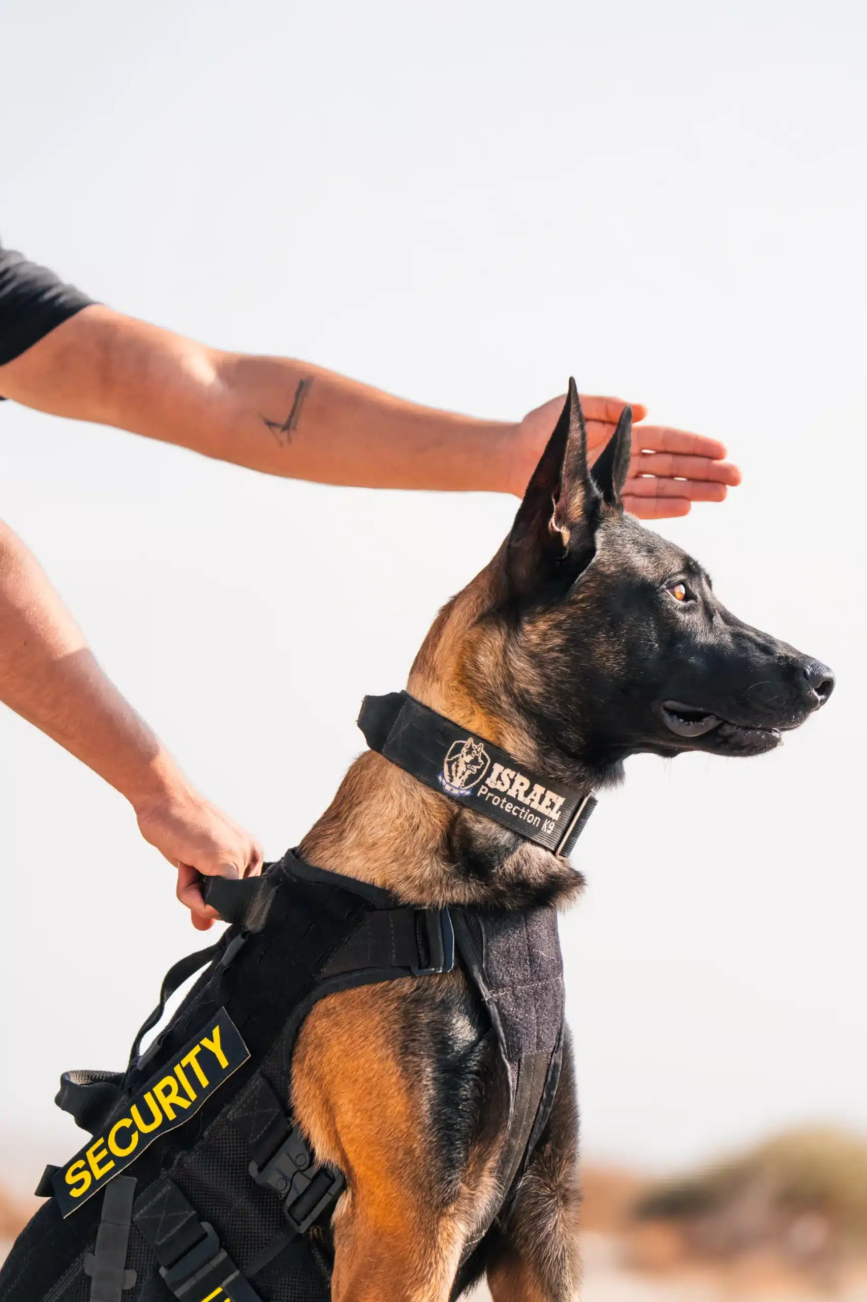 an Israel Protection K9 dog wearing a military vest