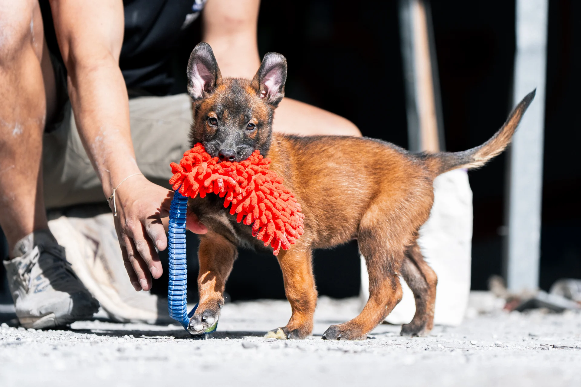 Belgian Malinois puppy holding a red tug toy, illustrating early training and drive development for protection work, with a trainer's hand in the background.