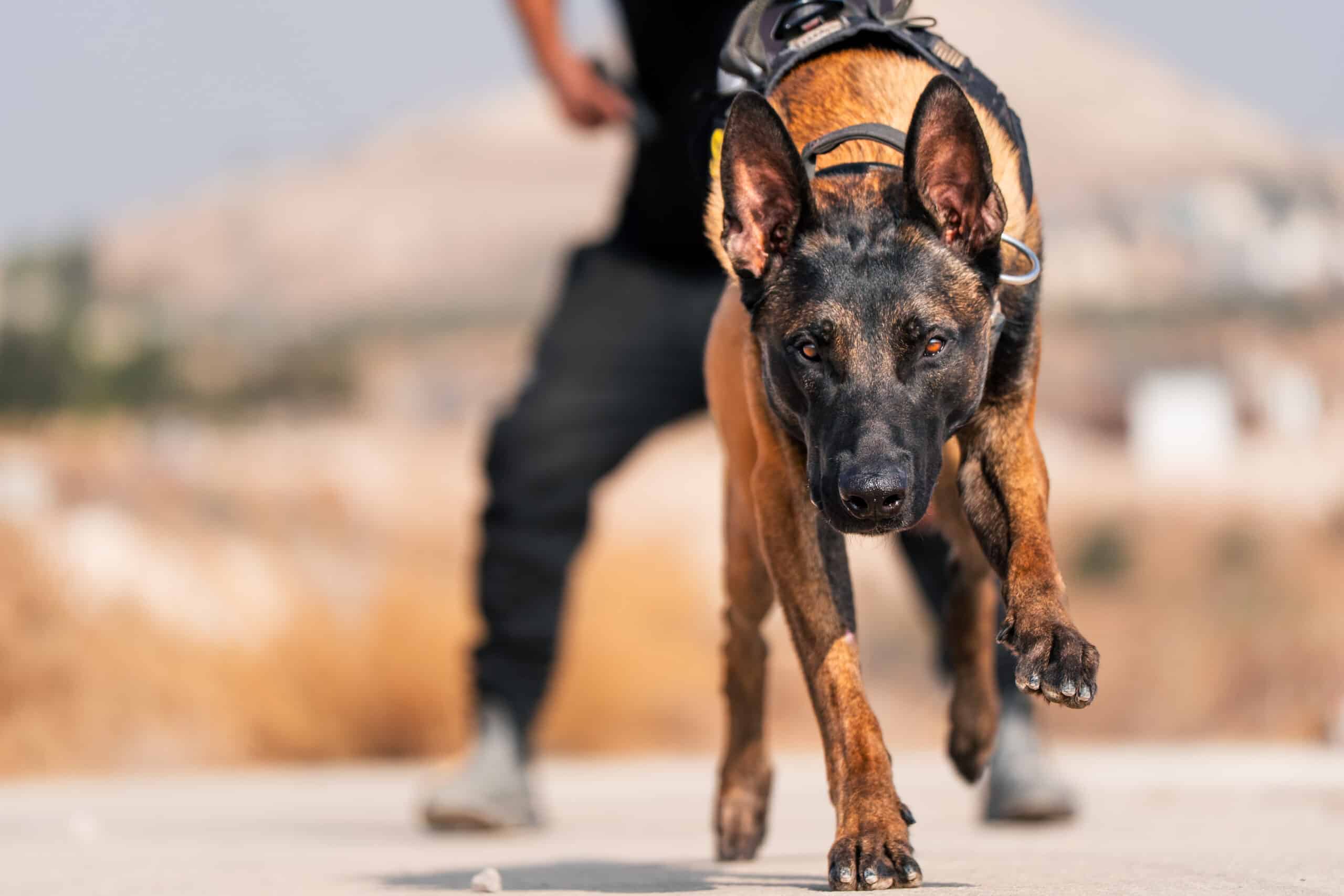 Black and tan Dutch Shepherd protection dog running towards an intruder.