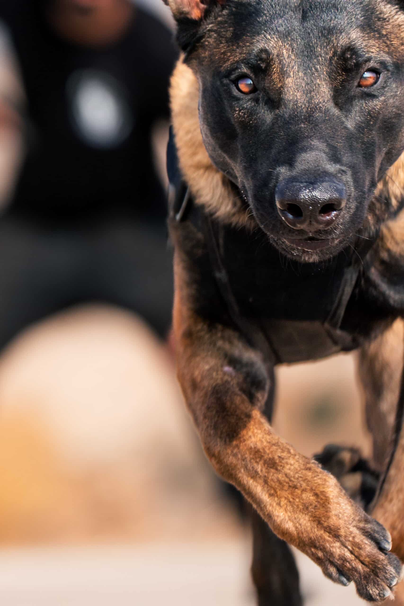 a belgian malinois