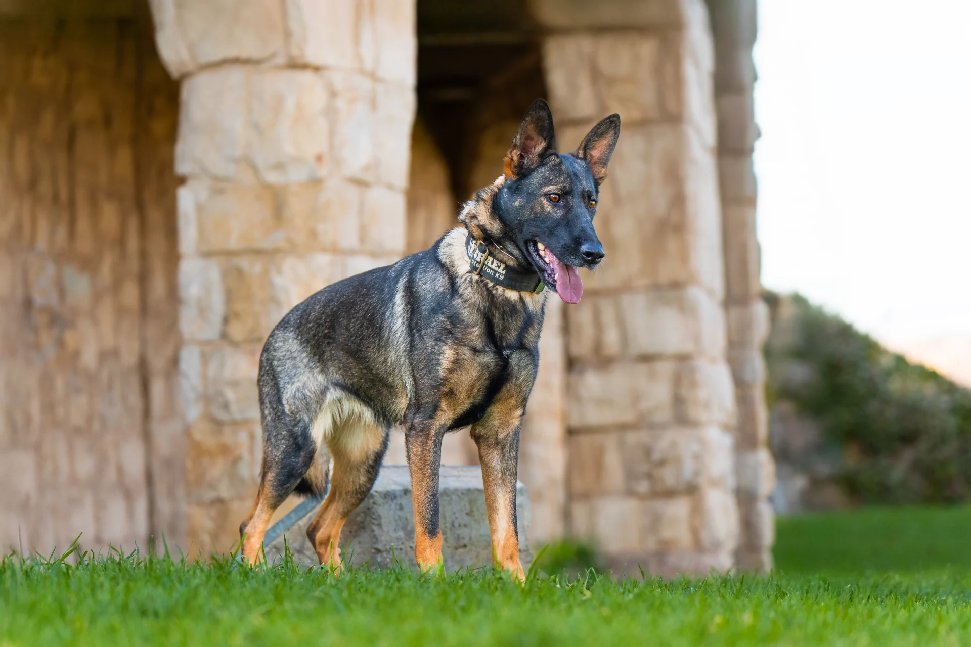 German Shepherd protection dog displaying obedience and controlled protective instinct.
