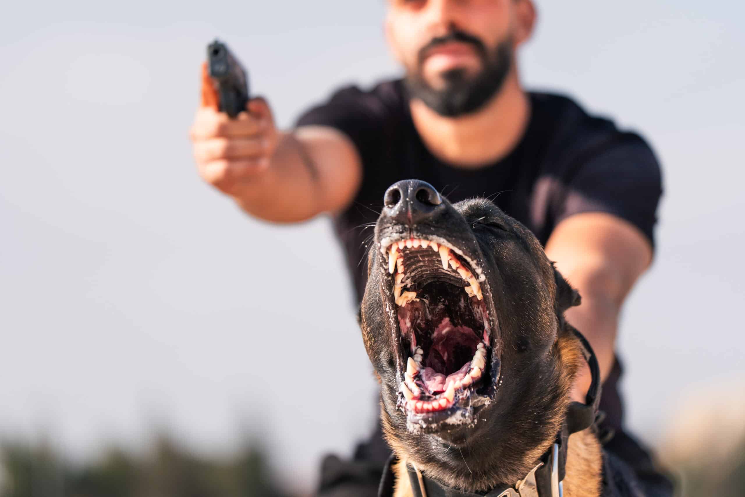 A handler pointing a gun with a German Shepherd snarling at an intruder