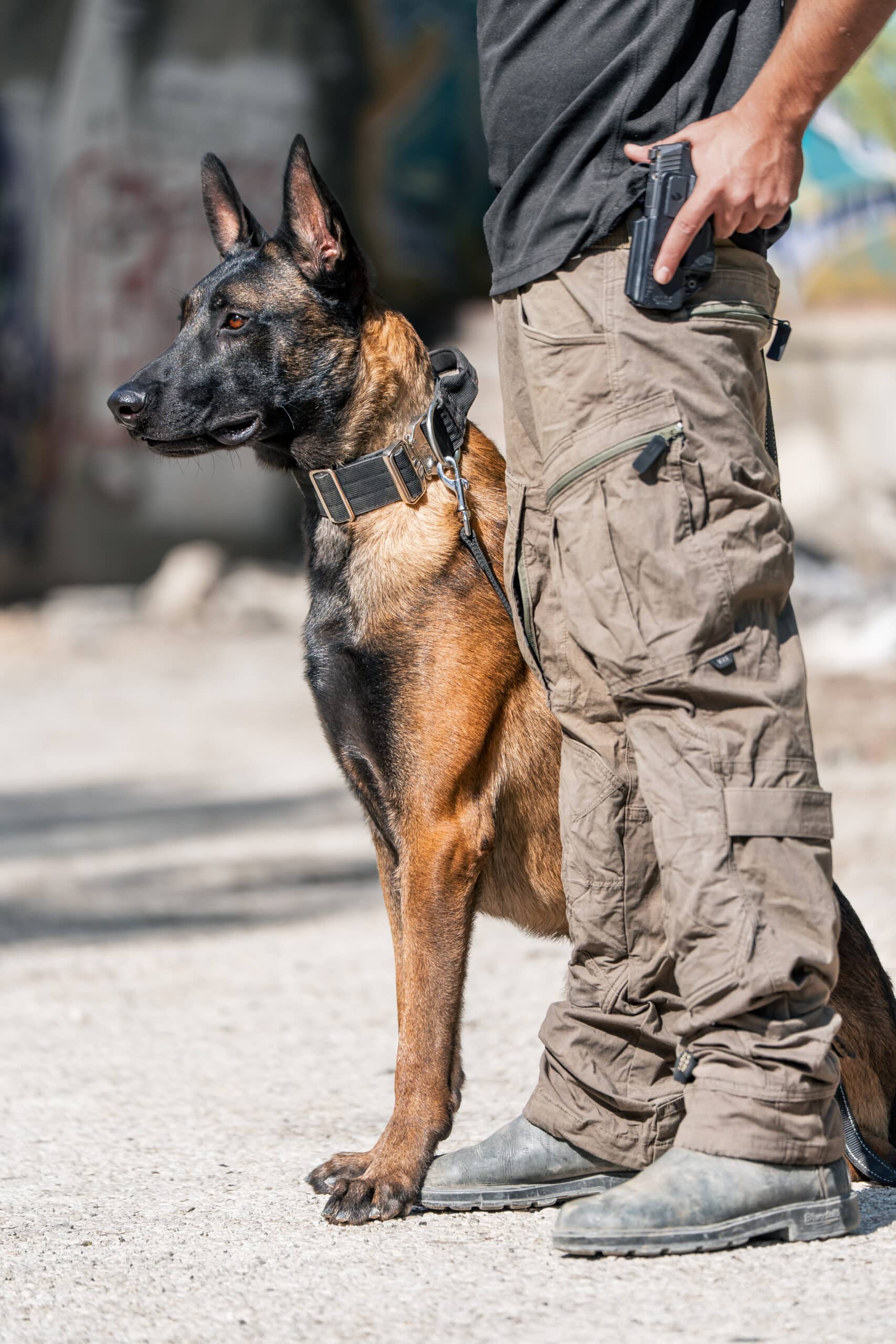 Guard dog standing near its owner