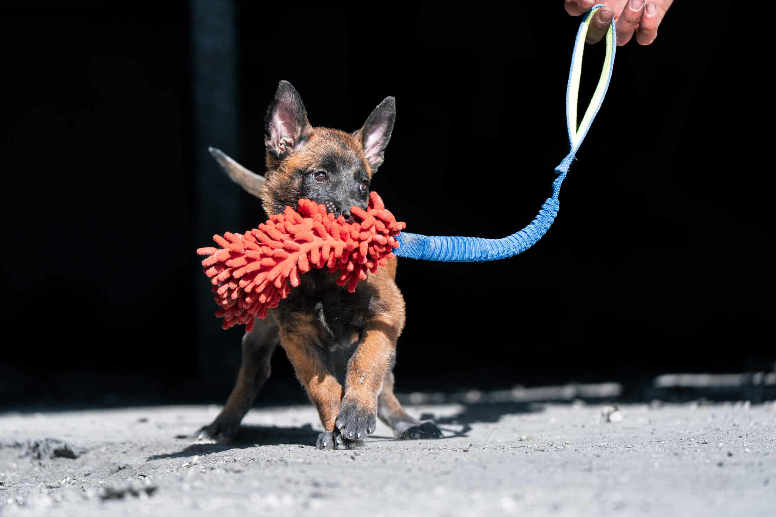 belgian malinois puppy playing tug of war