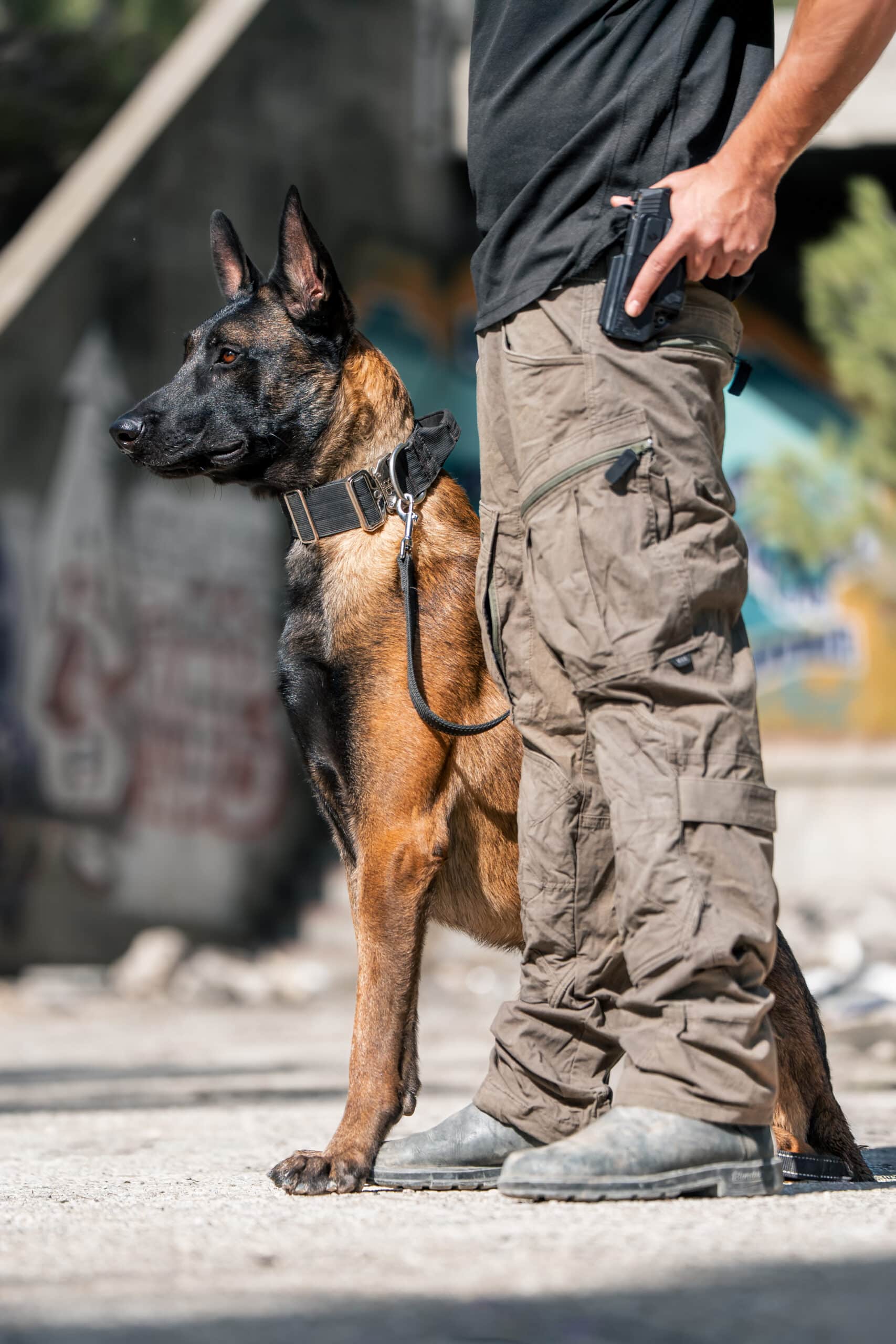 Dutch Shepherd standing guard