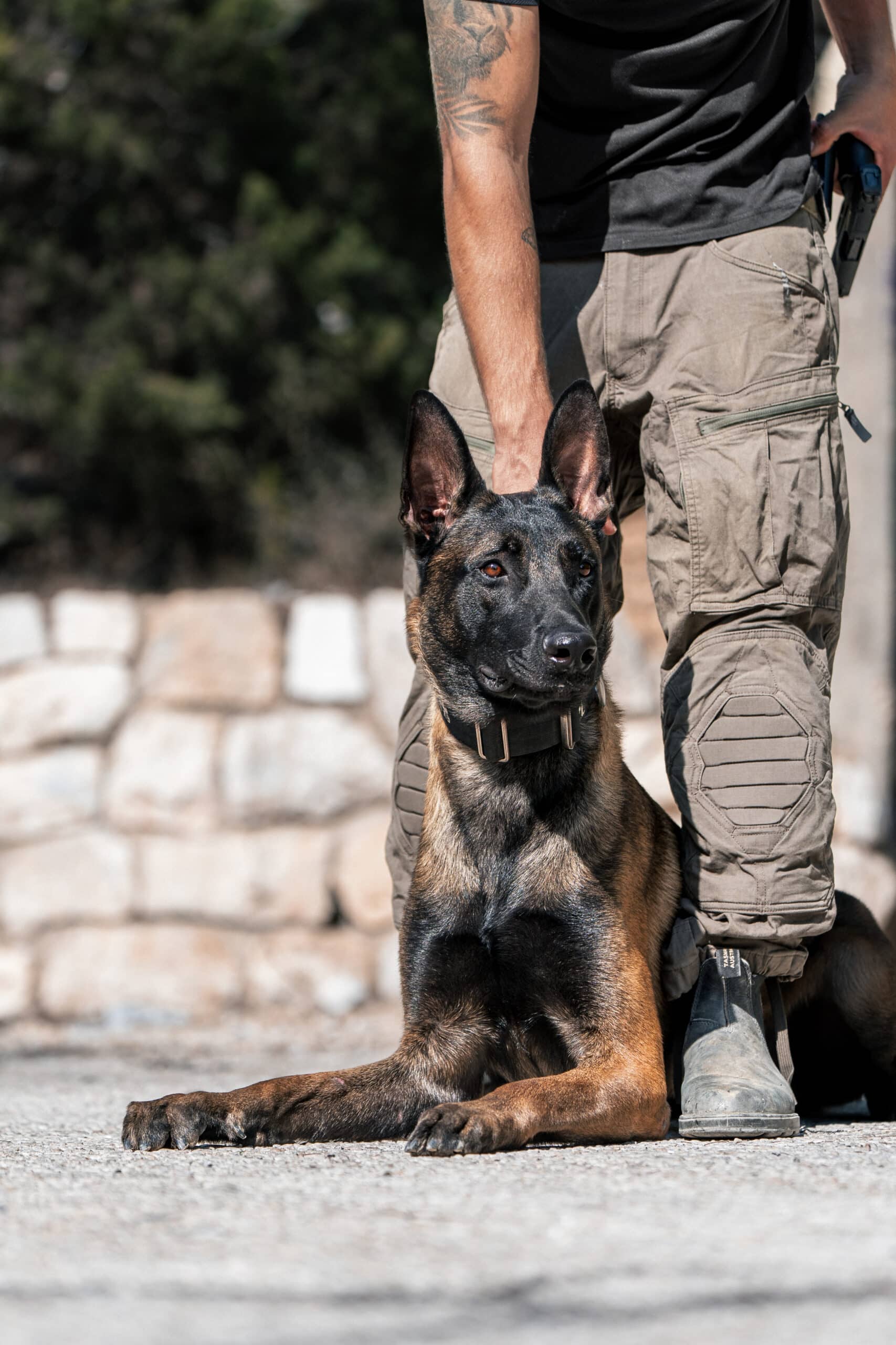 Tan and black German Shepherd protection dog standing guard.