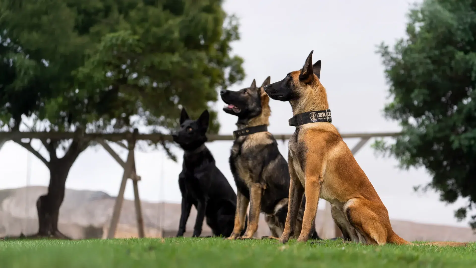 Three trained protection dogs of different breeds sitting attentively in a grassy area, showcasing their obedience and readiness for families in HOA communities seeking security solutions.