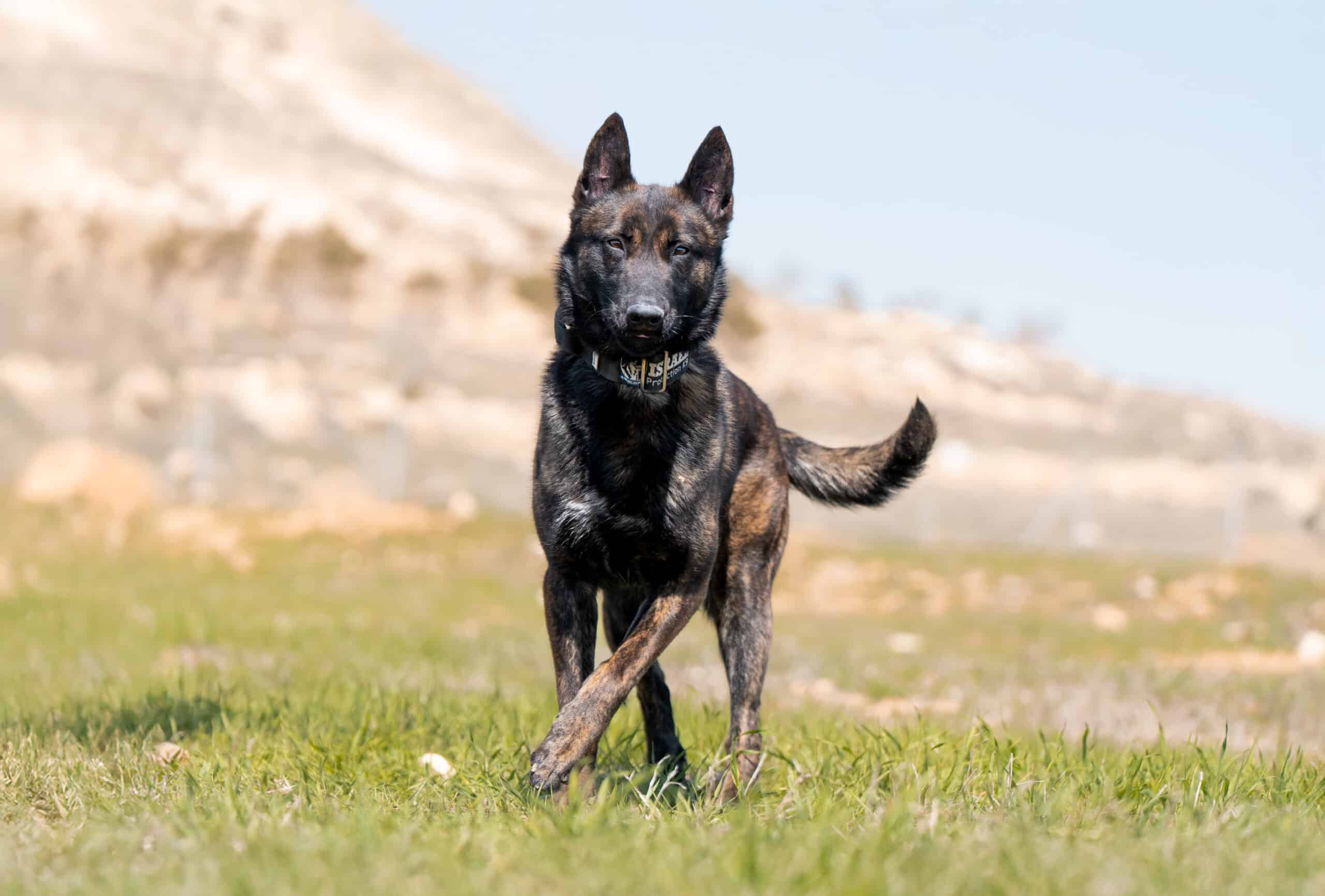 dutch shepherd walking around