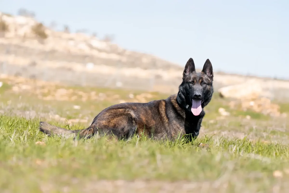 Dutch Shepherd dog in grassy field, demonstrating drive and sharpness as an elite protection dog.
