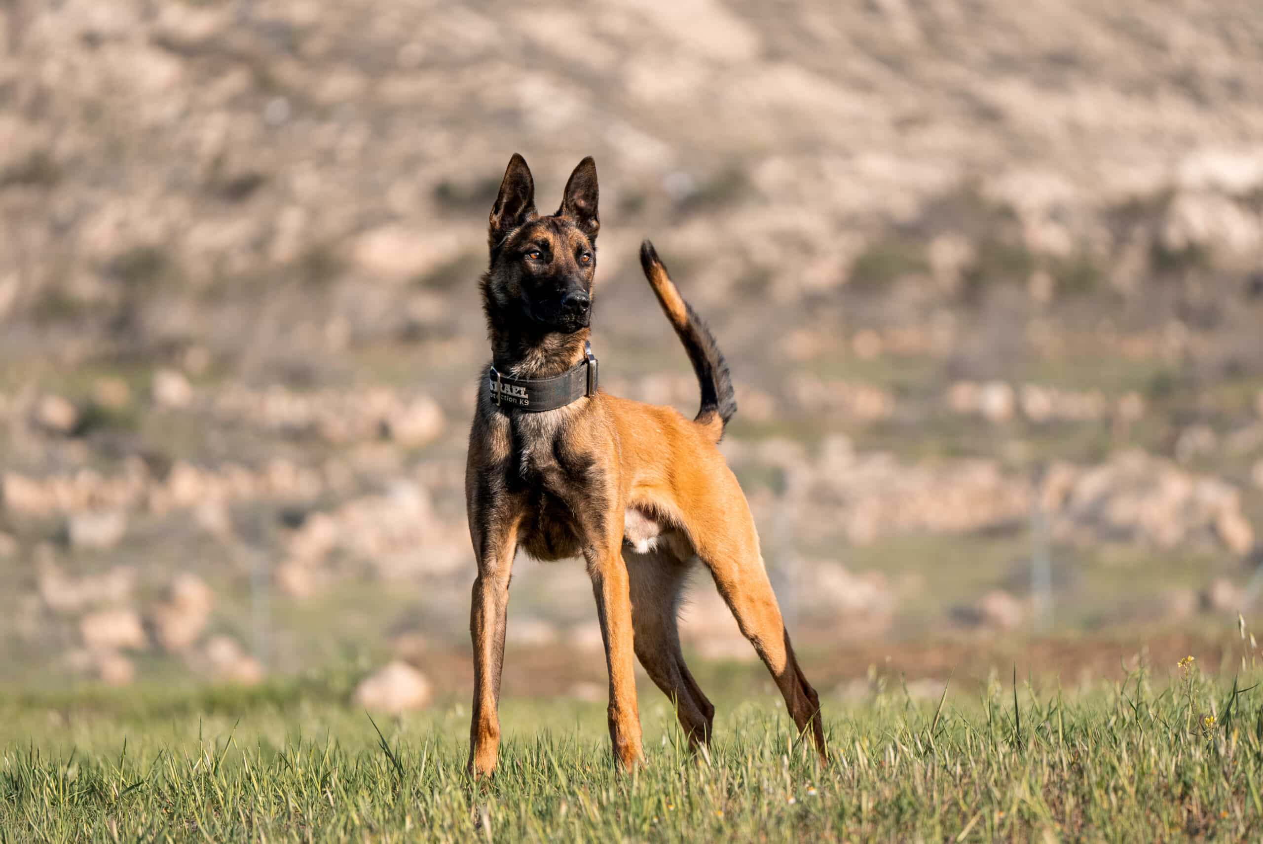 A protection dog standing alert in a prairie