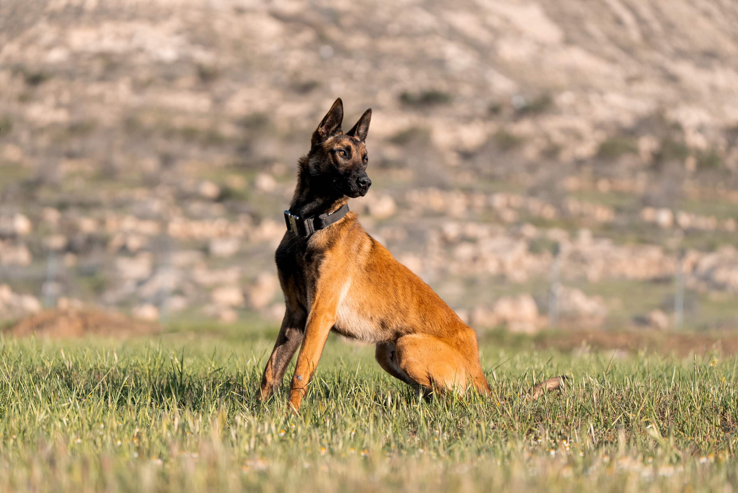 belgian malinois on a grassy field