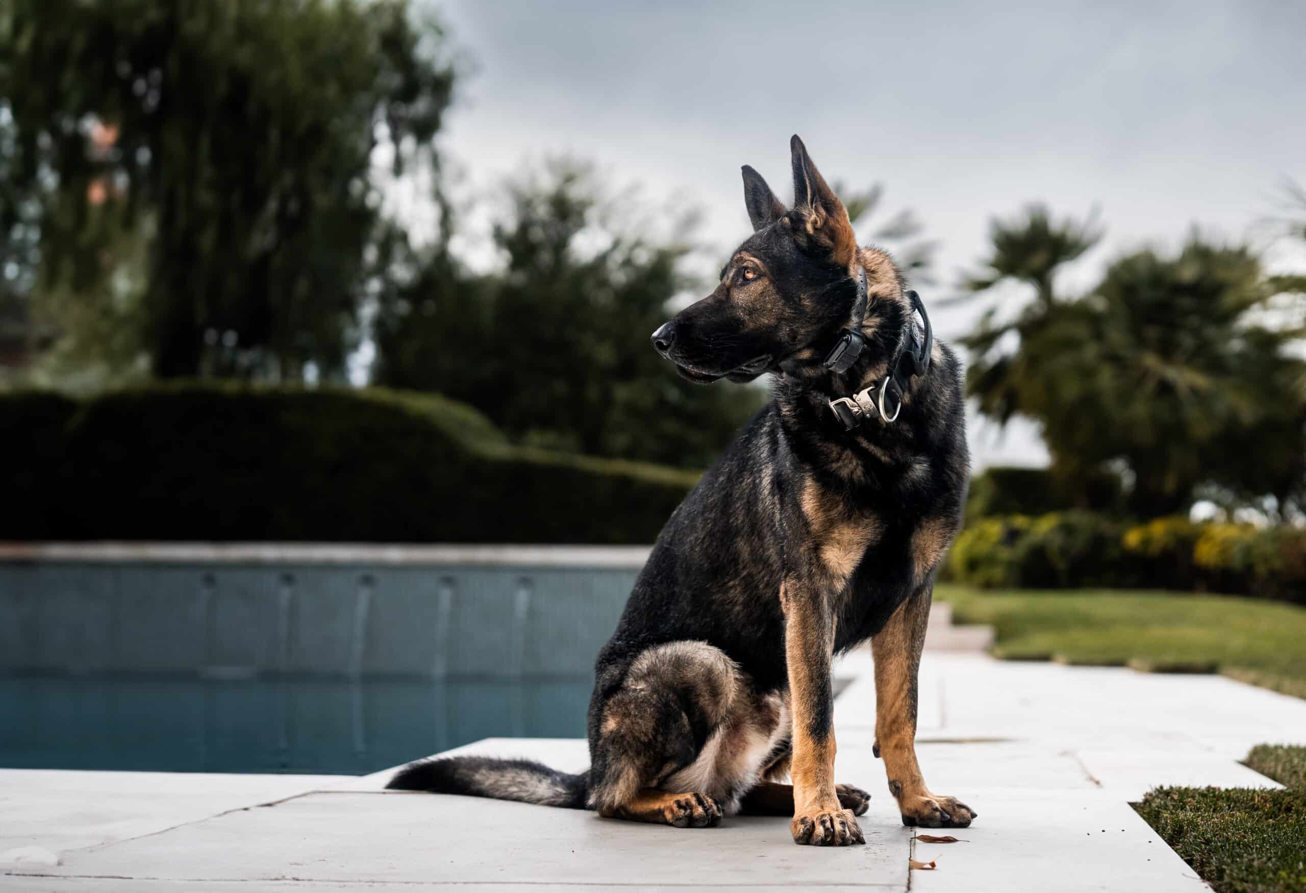 German Shepherd standing guard.