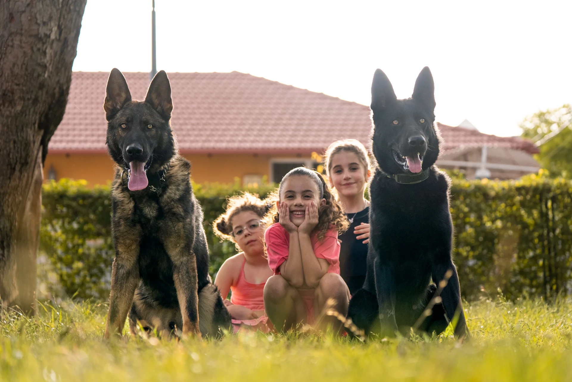 Two trained protection dogs, a German Shepherd and a Belgian Malinois, sitting in a grassy area with three children, highlighting companionship and safety in a family setting.
