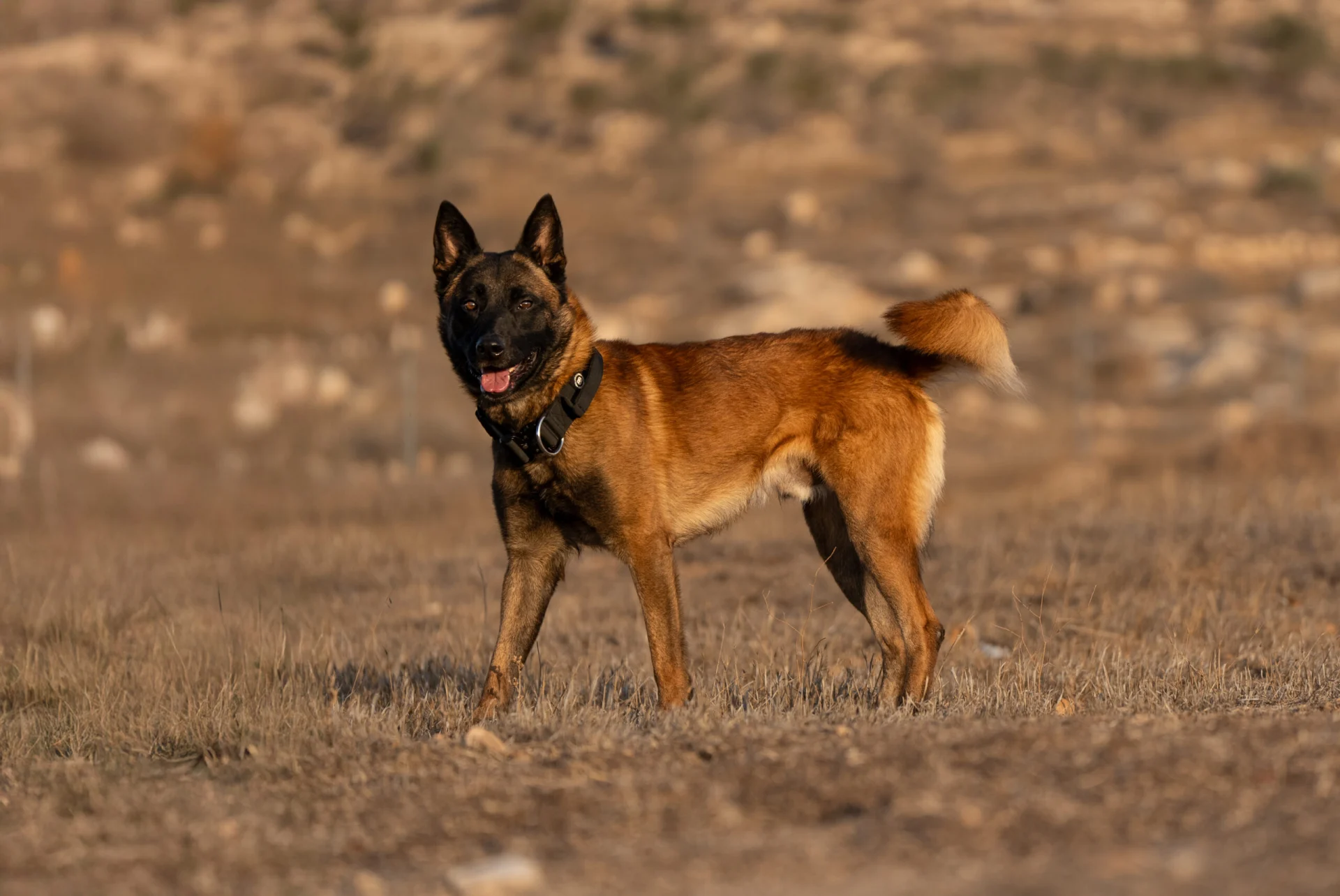 Belgian Malinois protection dog standing in a natural outdoor setting, showcasing alertness and obedience, relevant to travel considerations for protection dog owners.