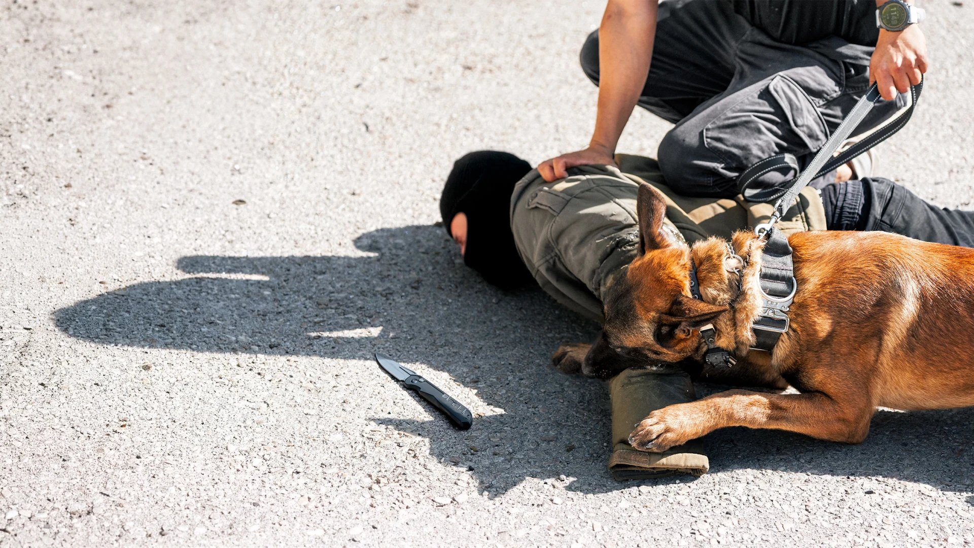 Protection dog in training subduing a suspect on the ground, showcasing effective obedience and controlled bite work, with a knife visible on the pavement.