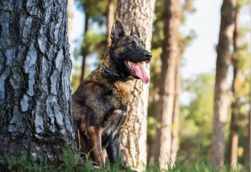 a protection dog standing in a forest