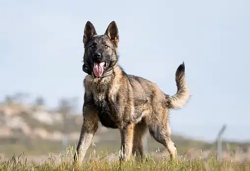 a protection dog in a hilly terrain