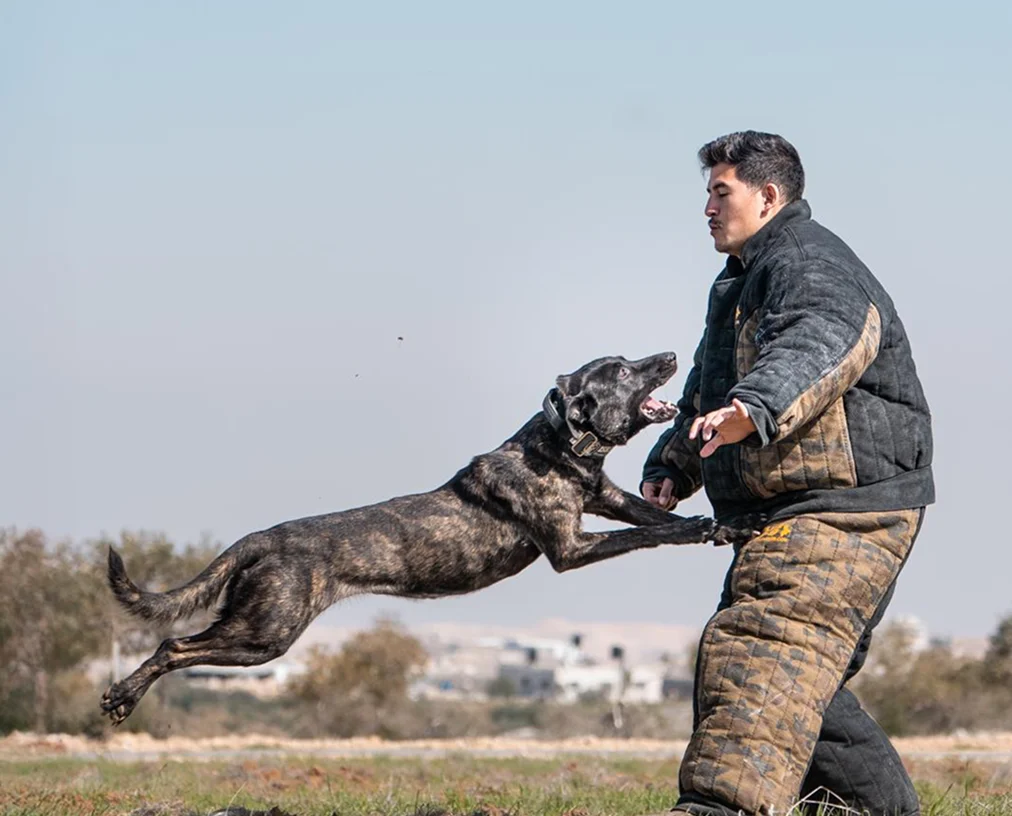 Trained security dog leaping during exercise with handler, Israel Protection K9.