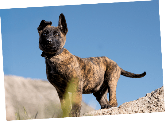 Baby German Shepherd protection dog posing