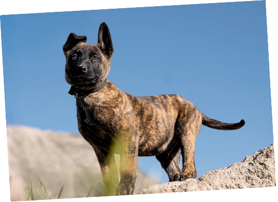 Young personal protection dog puppy alert and attentive against a blue sky.