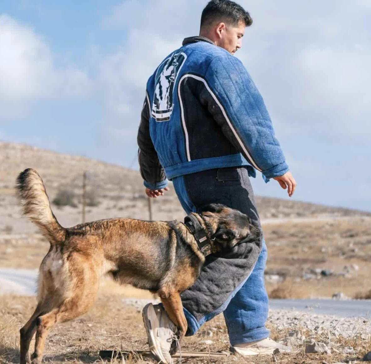 Man in protective training suit walking with a Belgian Malinois dog, emphasizing protection dog training in outdoor setting.