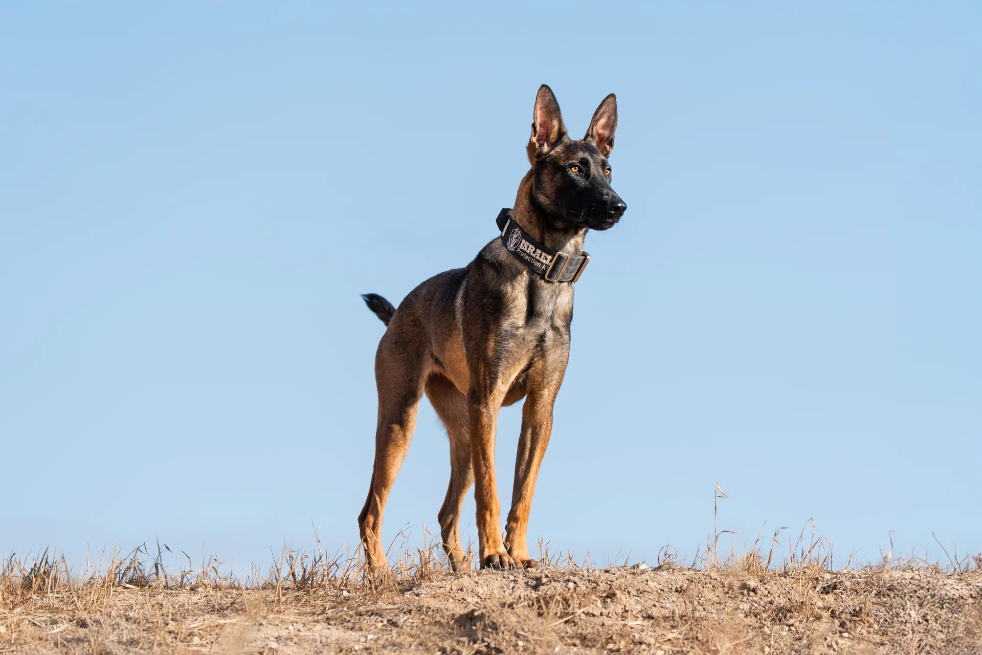 Trained Belgian Malinois protection dog, Star, standing confidently on a hillside against a clear blue