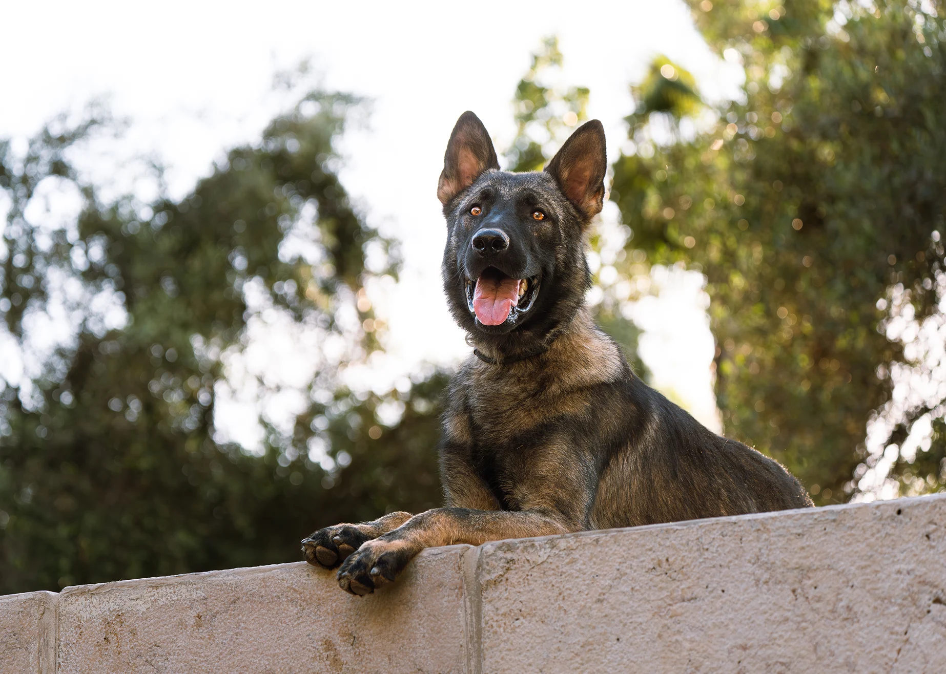 Trained protection dog resting on a wall, showcasing alertness and readiness, amidst a natural outdoor setting, emphasizing qualities of speed and trainability.
