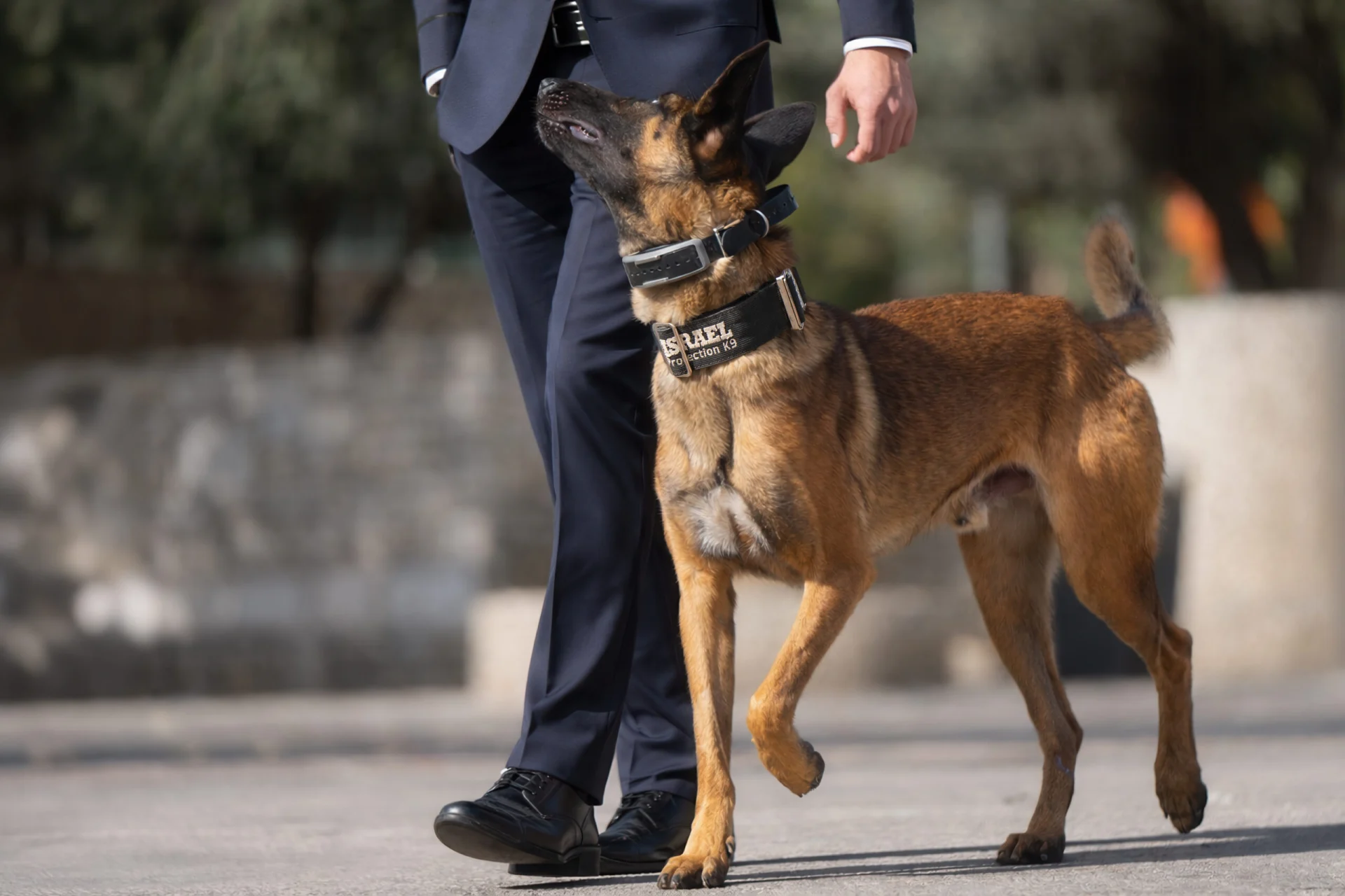 Man walking protection dog with Israel Protection K9 gear.