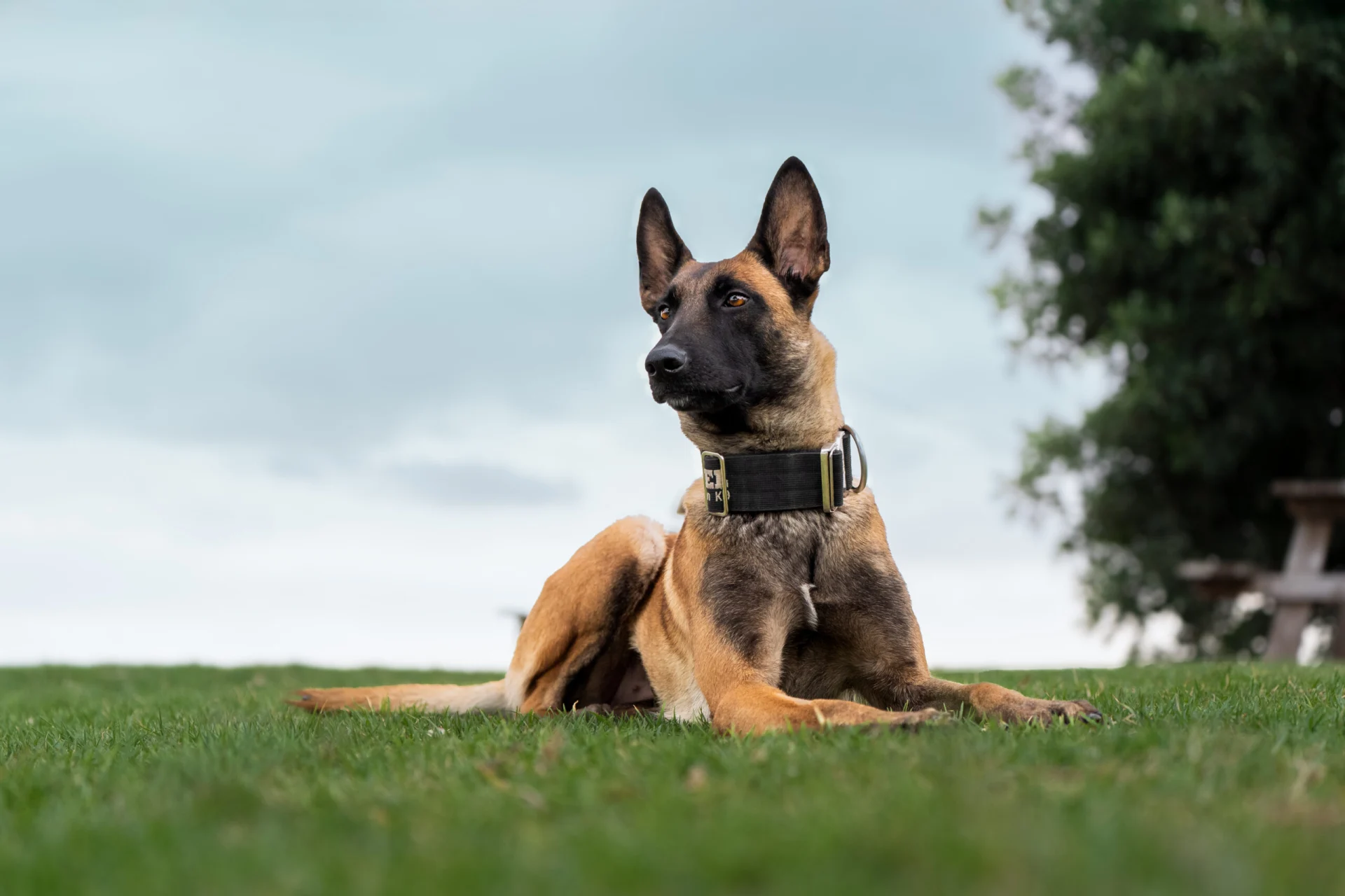 Belgian Malinois dog lying on grass, showcasing alert posture and training collar, representing elite K9 protection and executive safety standards.