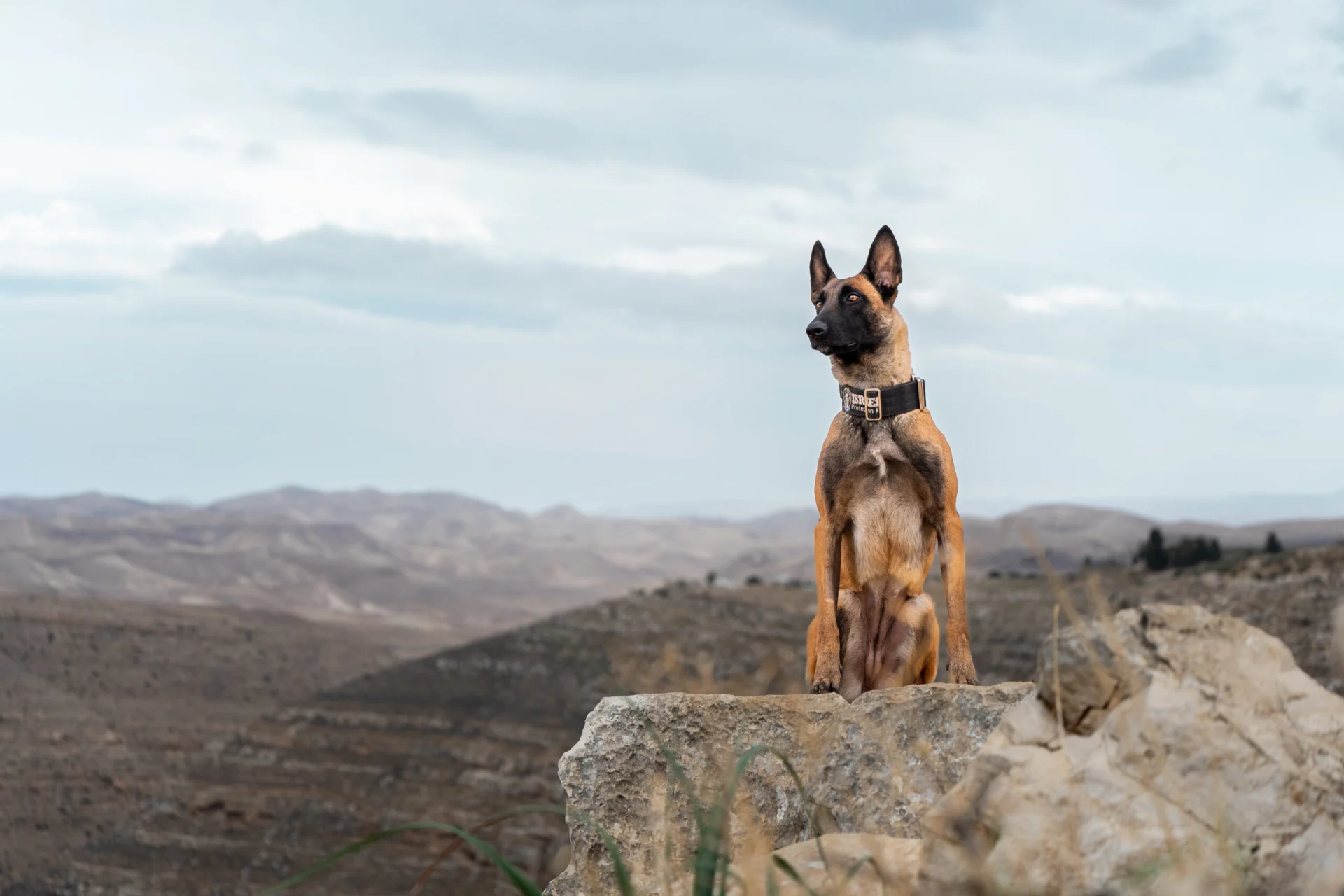 Belgian Malinois sitting on a rock in a mountainous landscape, showcasing its alert posture, representing working dogs in security roles.