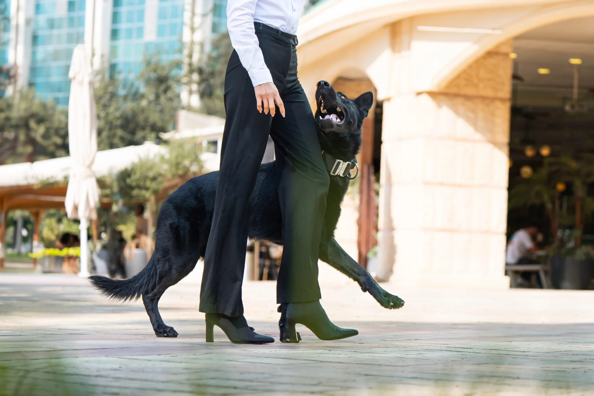 Person in formal attire interacting with a trained black dog, showcasing the bond between protection dog and handler in a public setting.