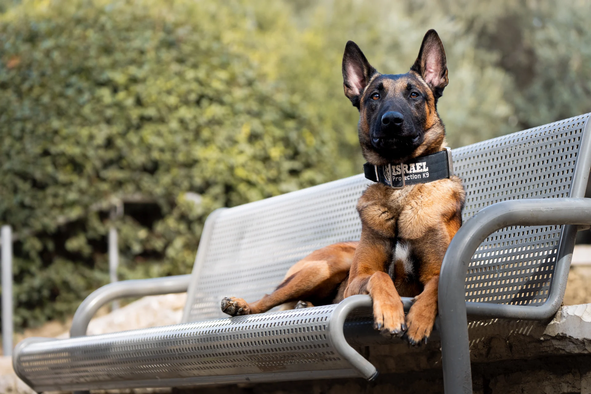 Protection dog lounging on a bench, wearing an "Israel Protection K9" collar, showcasing the importance of care and training for active protection dogs.