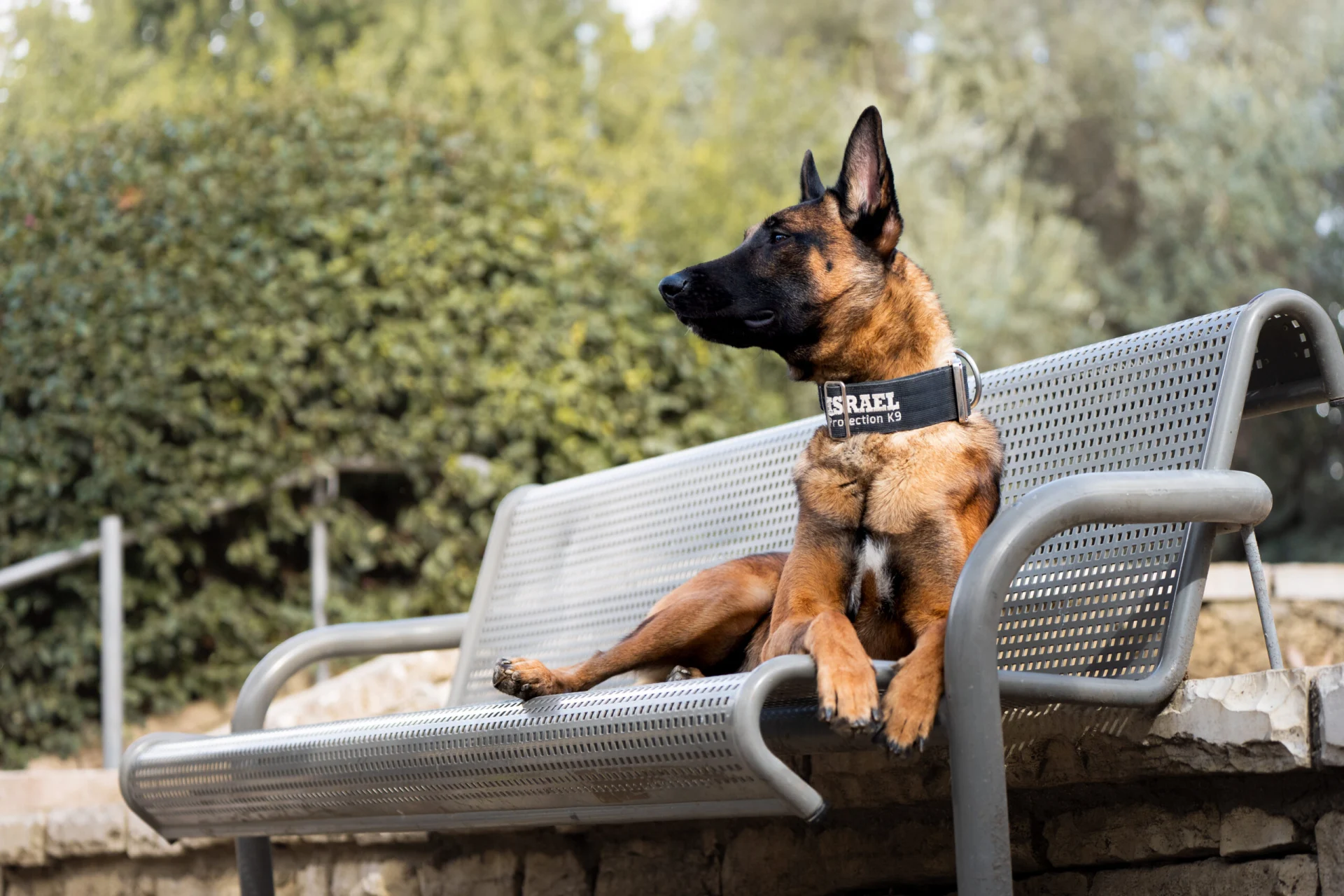 Malinois dog wearing "Israel Protection K9" collar resting on a bench, illustrating obedience and calm behavior as part of training for protection work.