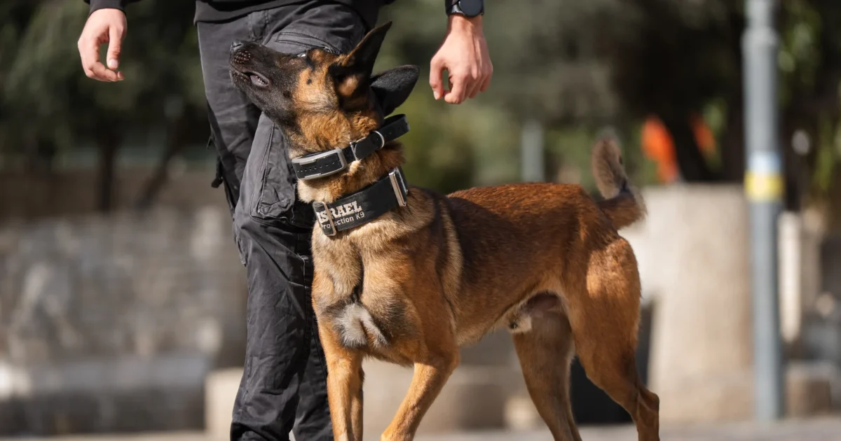 Professionally trained protection dog walking beside its handler