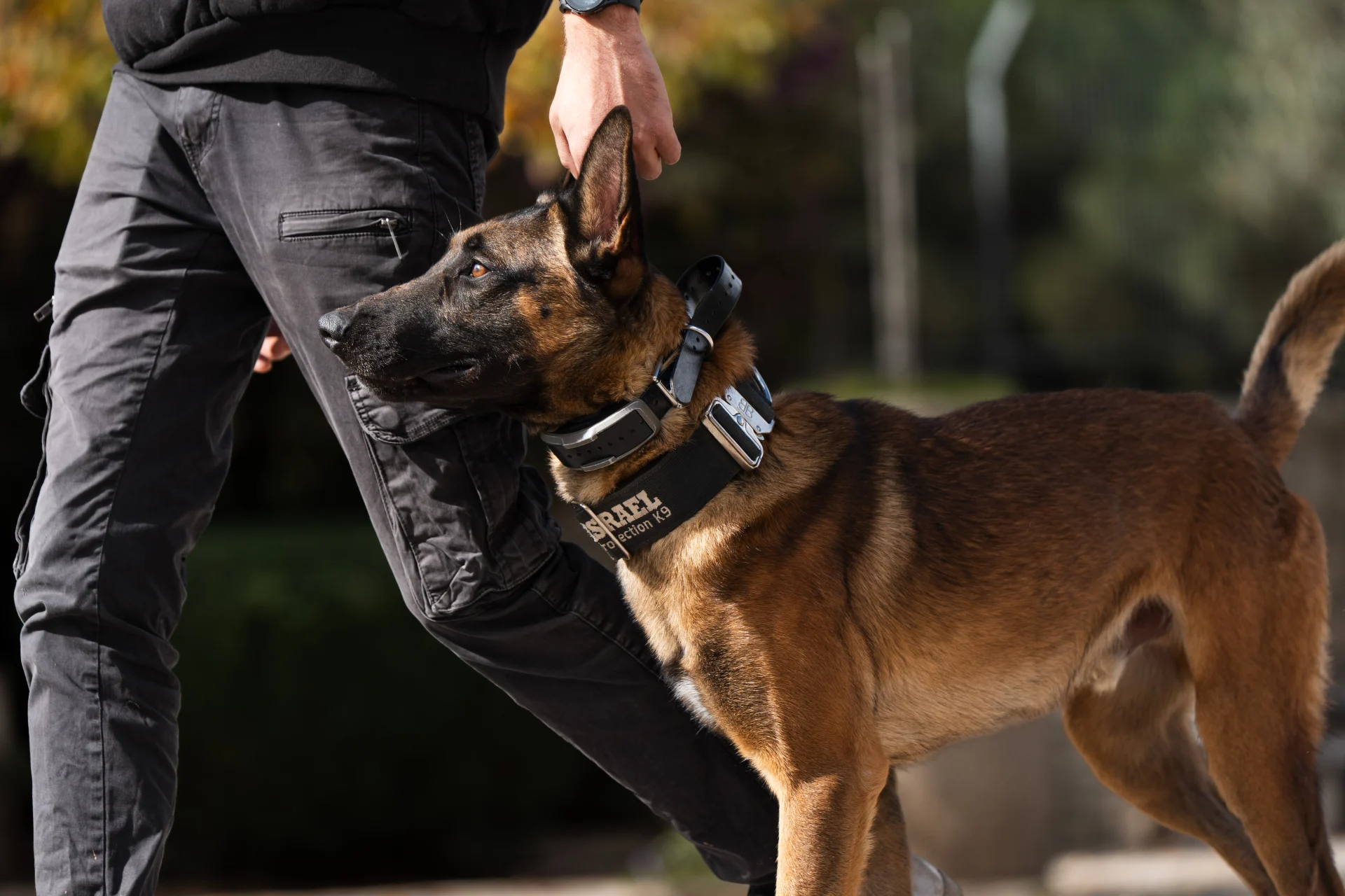 Protection dog in training with handler, wearing a harness labeled "Israel Protection K9," demonstrating obedience and responsiveness in a secure environment.