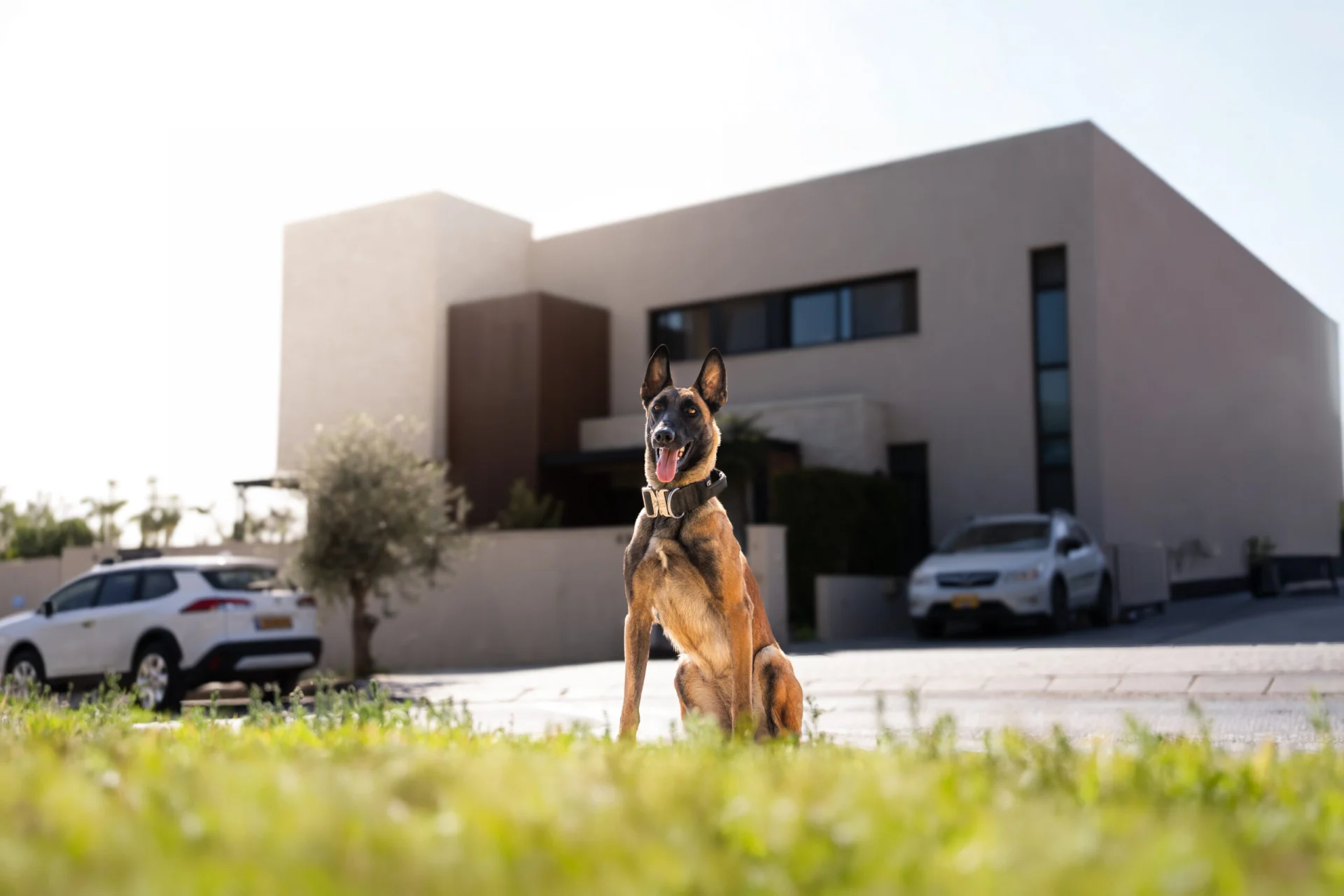 Trained Belgian Malinois protection dog sitting in front of modern home, illustrating suitability for homeowners associations.