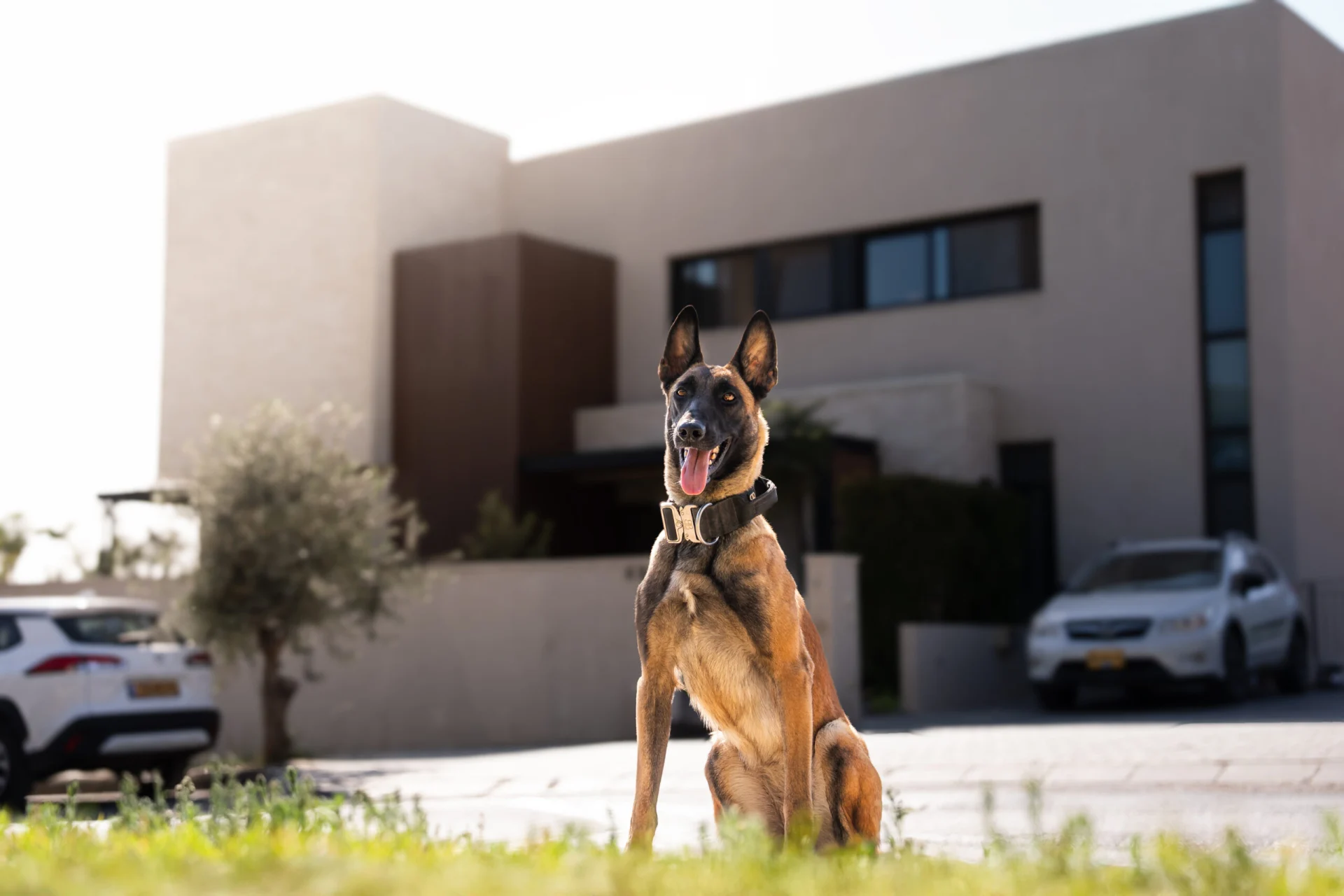 Trained protection dog sitting in front of modern home, showcasing its alertness and readiness to deter crime.
