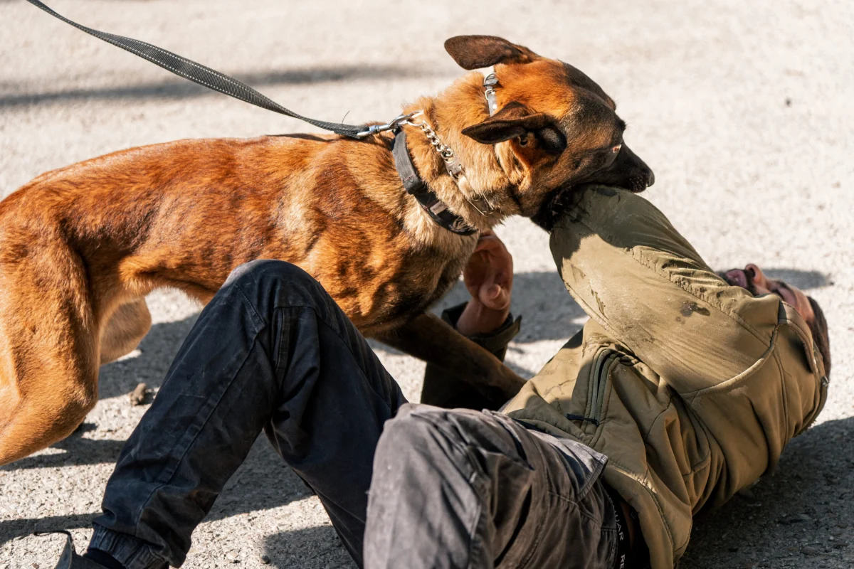 Protection dog engaging in training exercise, demonstrating loyalty and defense skills while interacting with a handler on the ground.