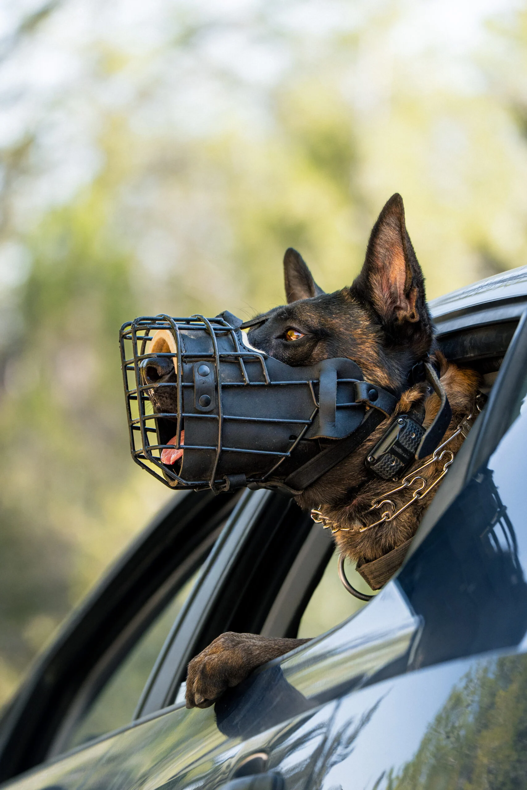 Protection dog with muzzle and collar looking out of car window, symbolizing training and integration for personal security.