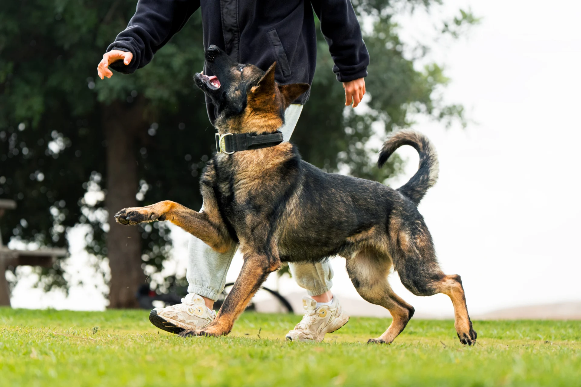 Trained protection dog interacting with handler in outdoor setting, showcasing companionship and security benefits.