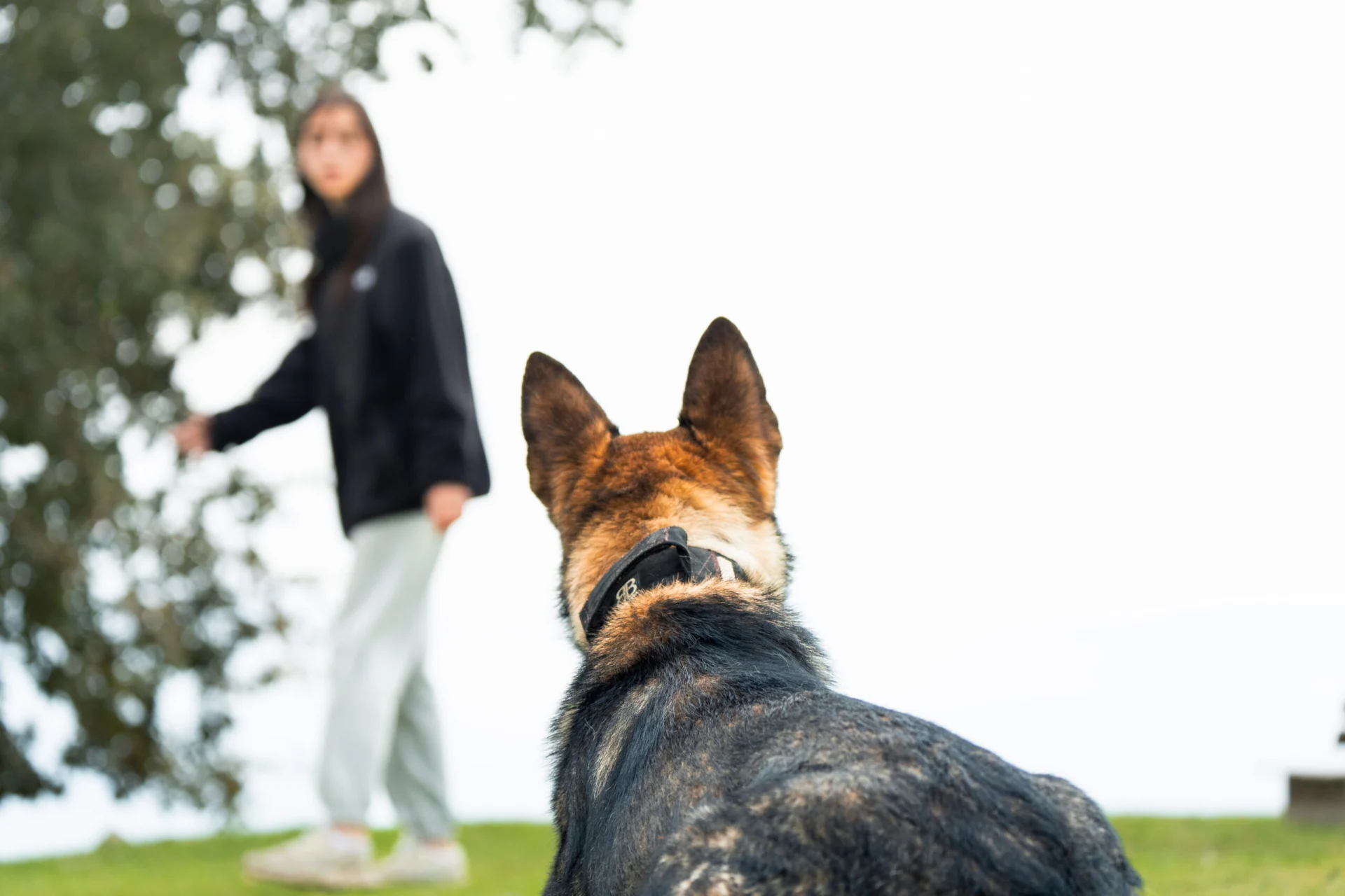 Family protection dog attentively watching a person in a safe outdoor setting, emphasizing loyalty and companionship in home security.
