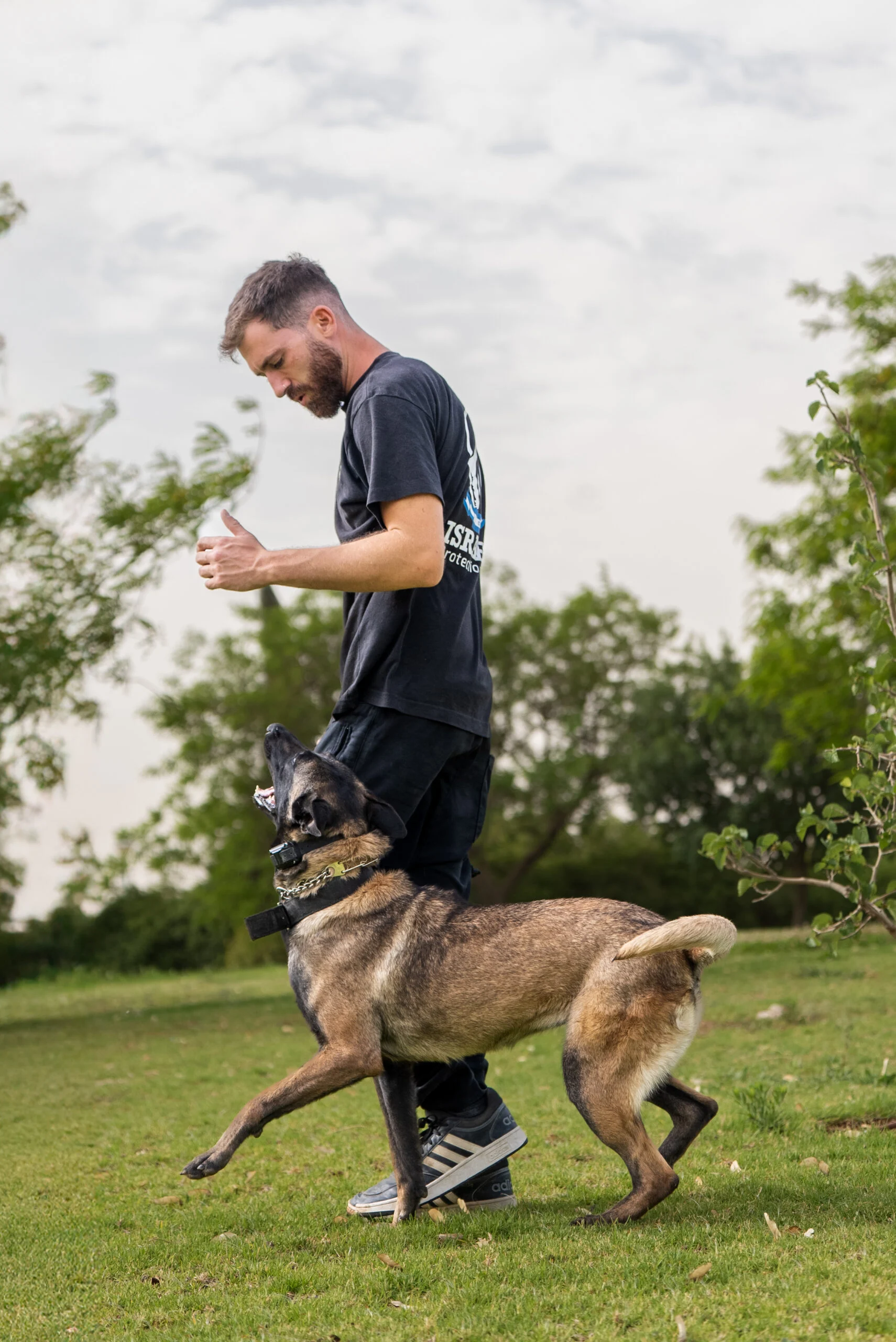 Man training a Belgian Malinois working dog in a grassy field, emphasizing obedience and protection training, relevant to Israel Protection K9's focus on elite security dogs.