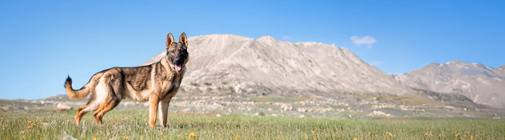 German Shepherd protection dog in field, showcasing elite K9 training and family protection.
